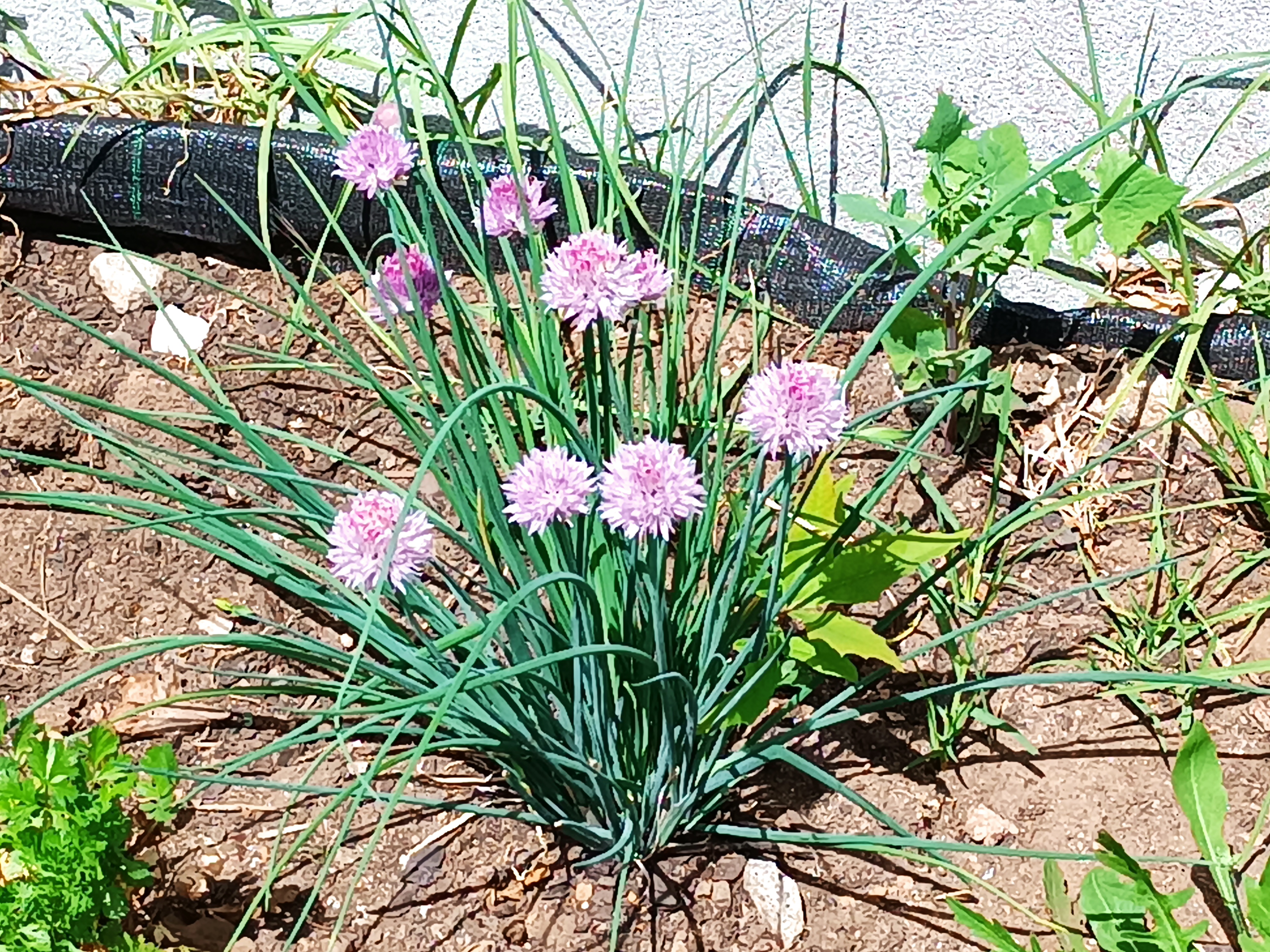 Cebolinha da horta no chão