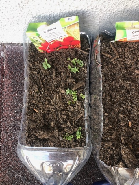 germinação de rabanetes