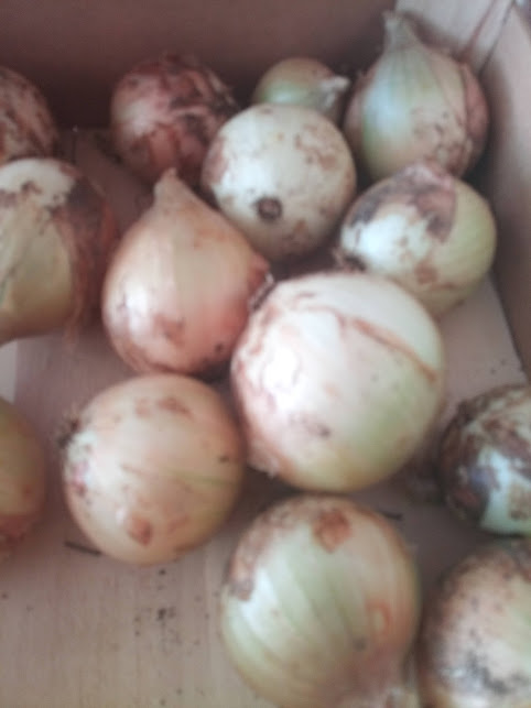 Cebolas da horta