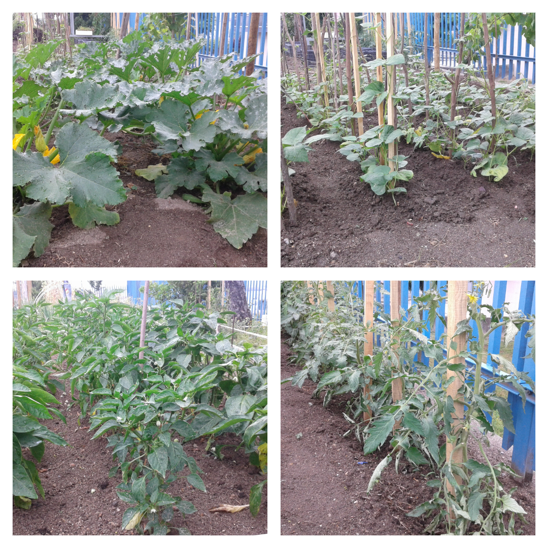 Canteiros com pimentos, courgetes, feijão-verde e cebolas.