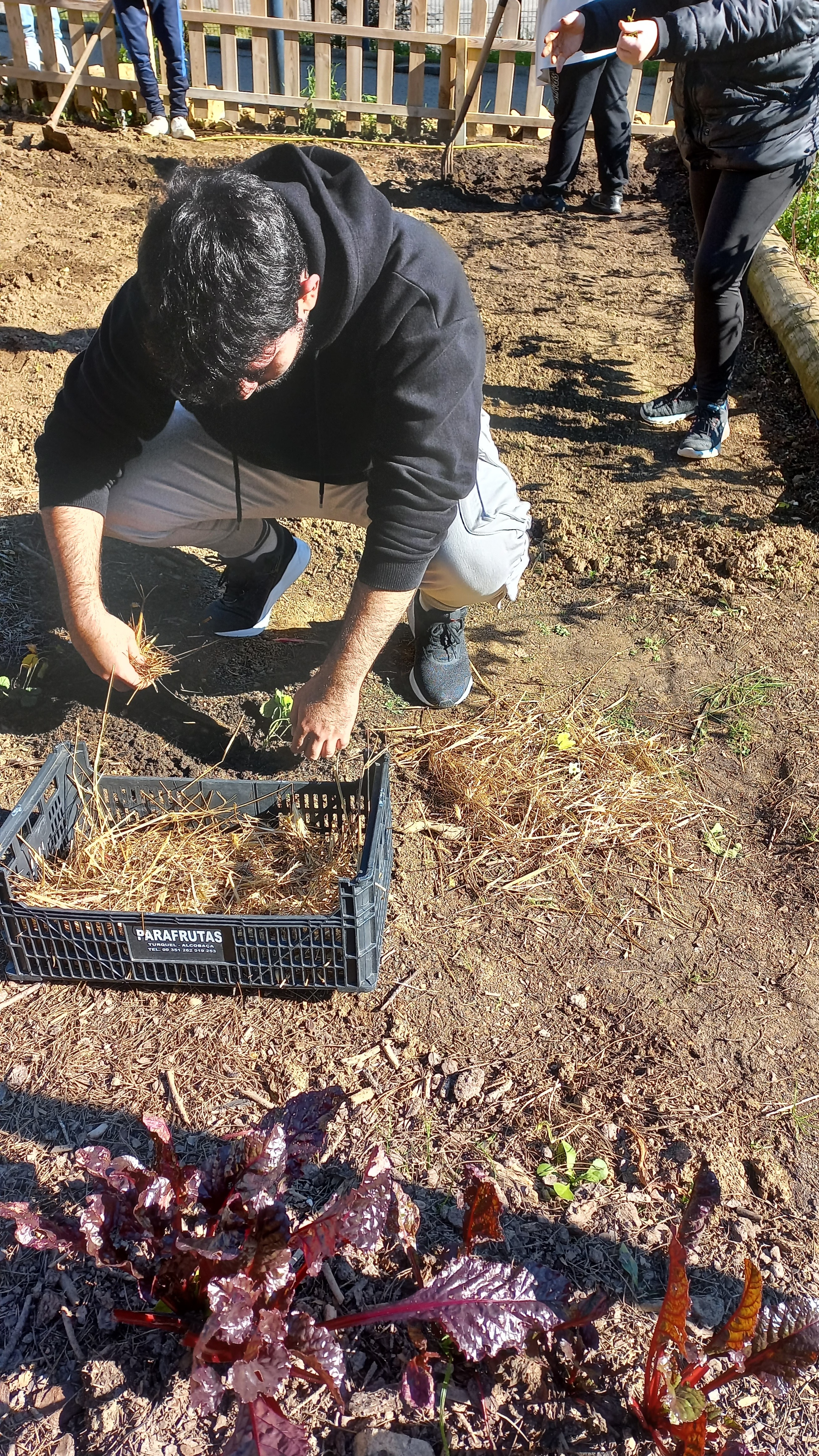 Transplante de morangueiros para a horta.