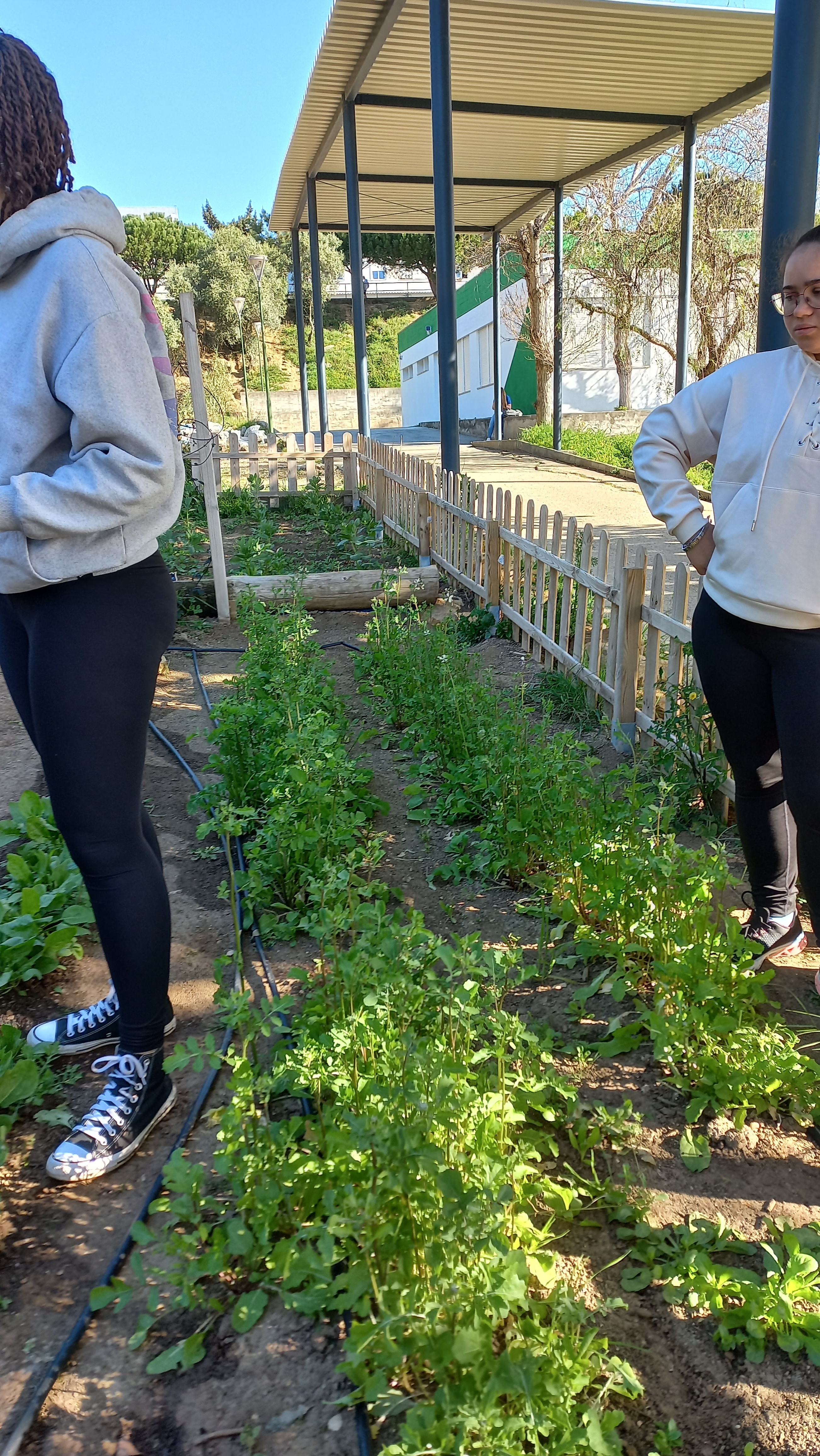 Os alunos a cuidarem da horta. No primeiro plano podemos ver a rúcula, e no segundo plano, as favas.
