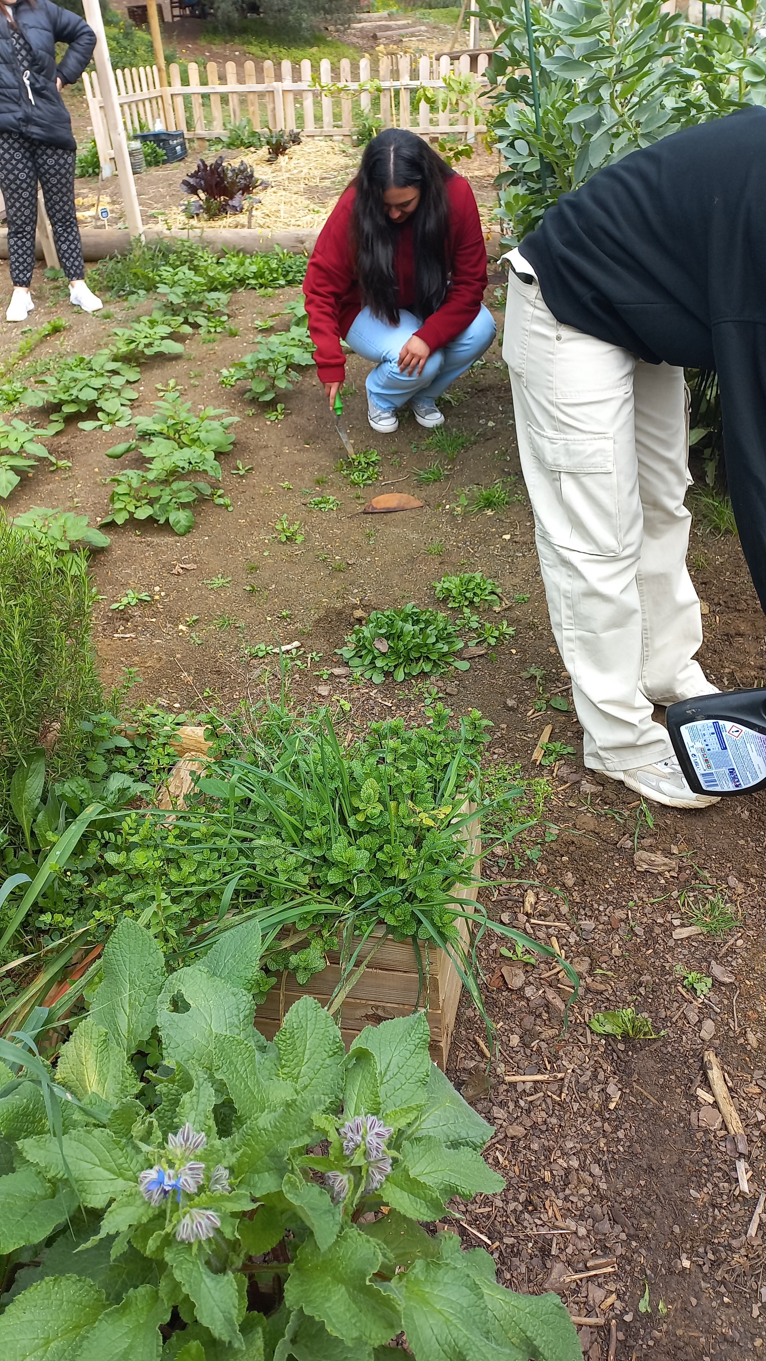Temos a borragem em primeiro plano. Pode-se ver os alunos da turma do 10º8, do Curso Profissional de Técnico de Gestão do Ambiente, a cuidar da horta (a retirar daninhas, a regar e a retiradas folhas velhas ou doentes).