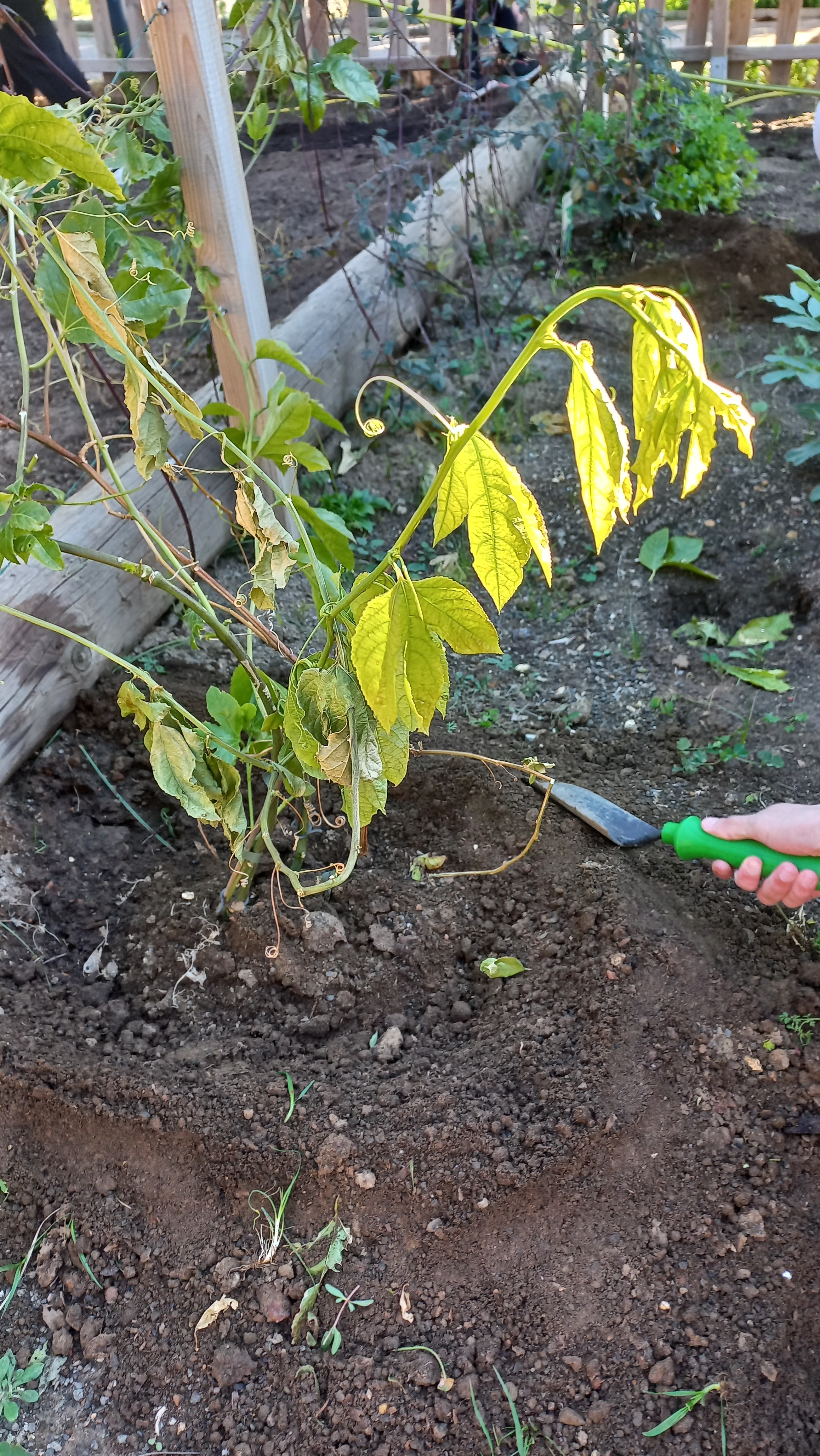 A cuidar da manutenção do maracujá (retirada de ervas daninhas, acrescentar composto biológico e a criar um "socalco" à volta da planta para reter a água da rega e o solo).