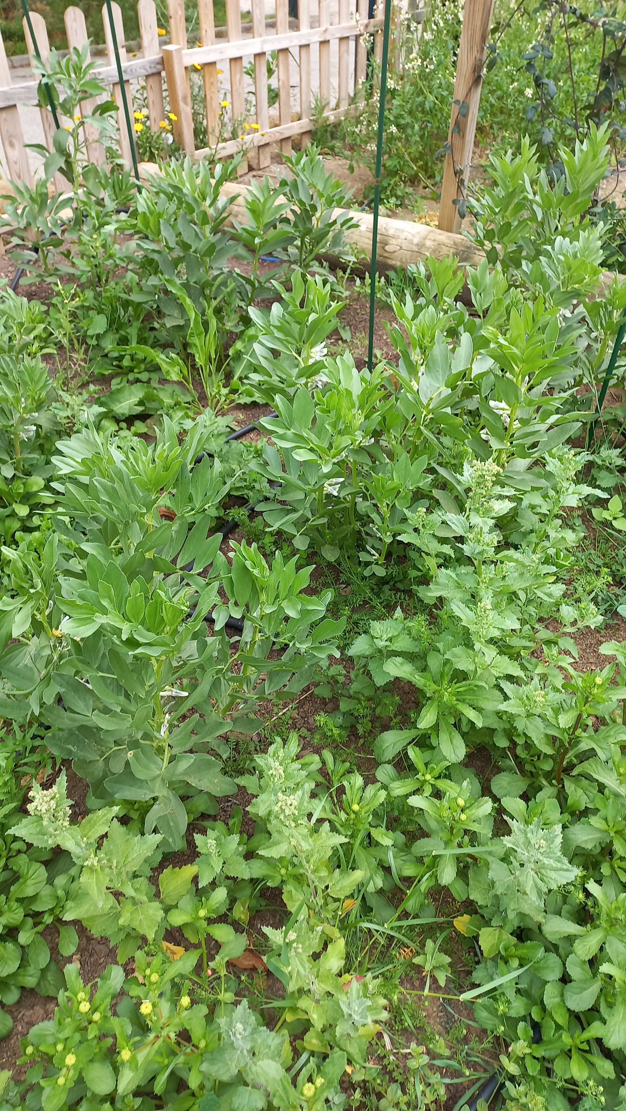 As favas com urtigas.
