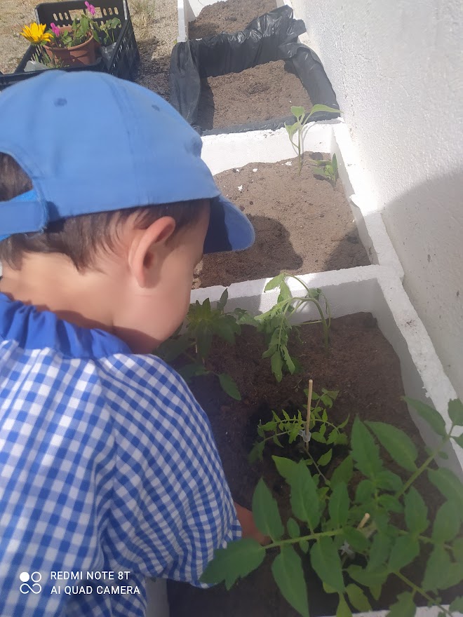Plantação.