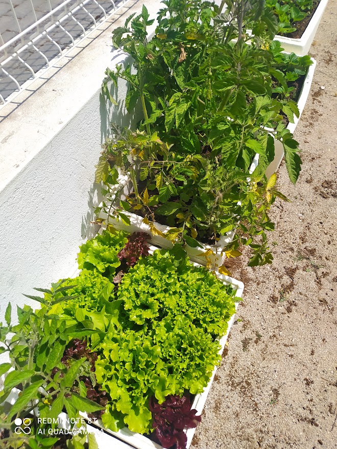 Crescimento das plantas.