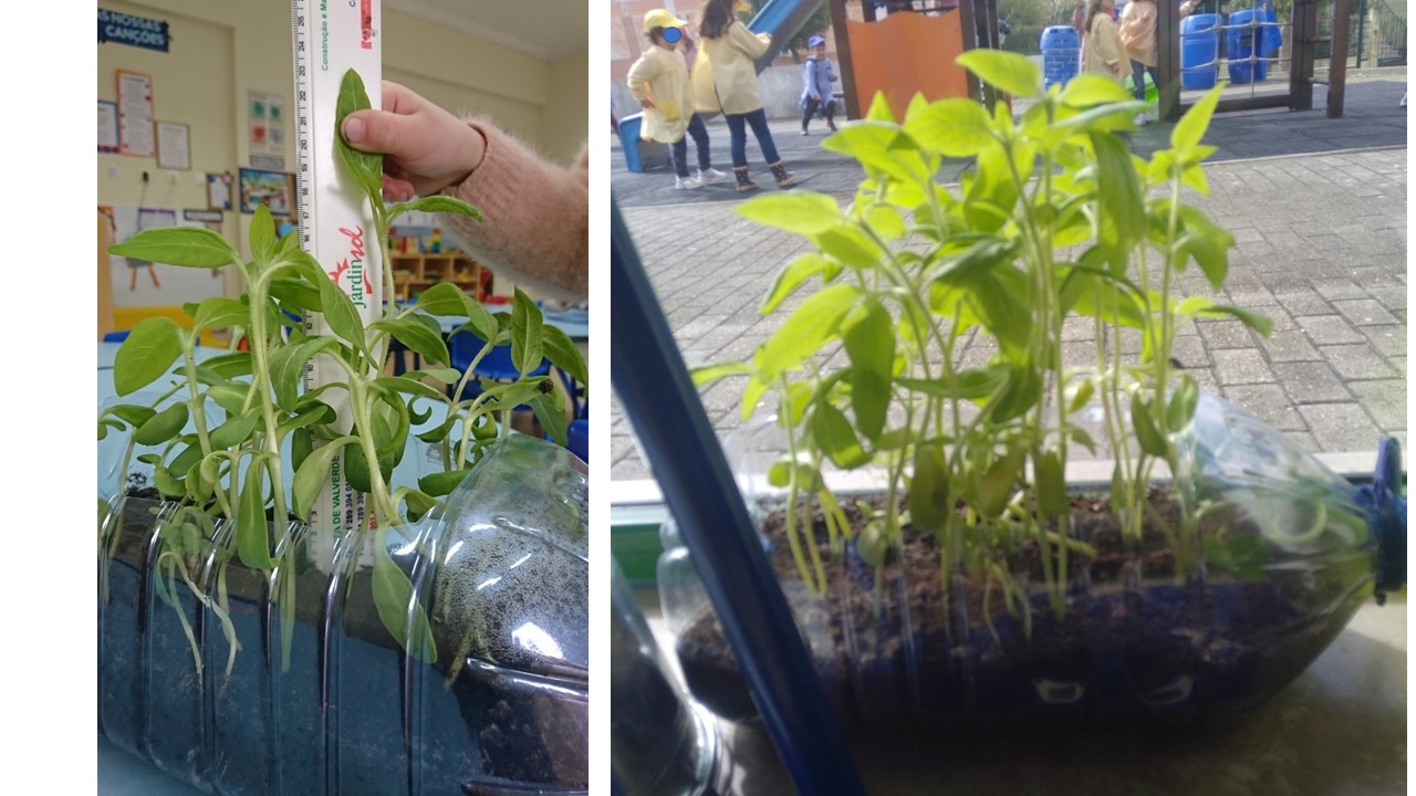 Plantação de batata Doce.