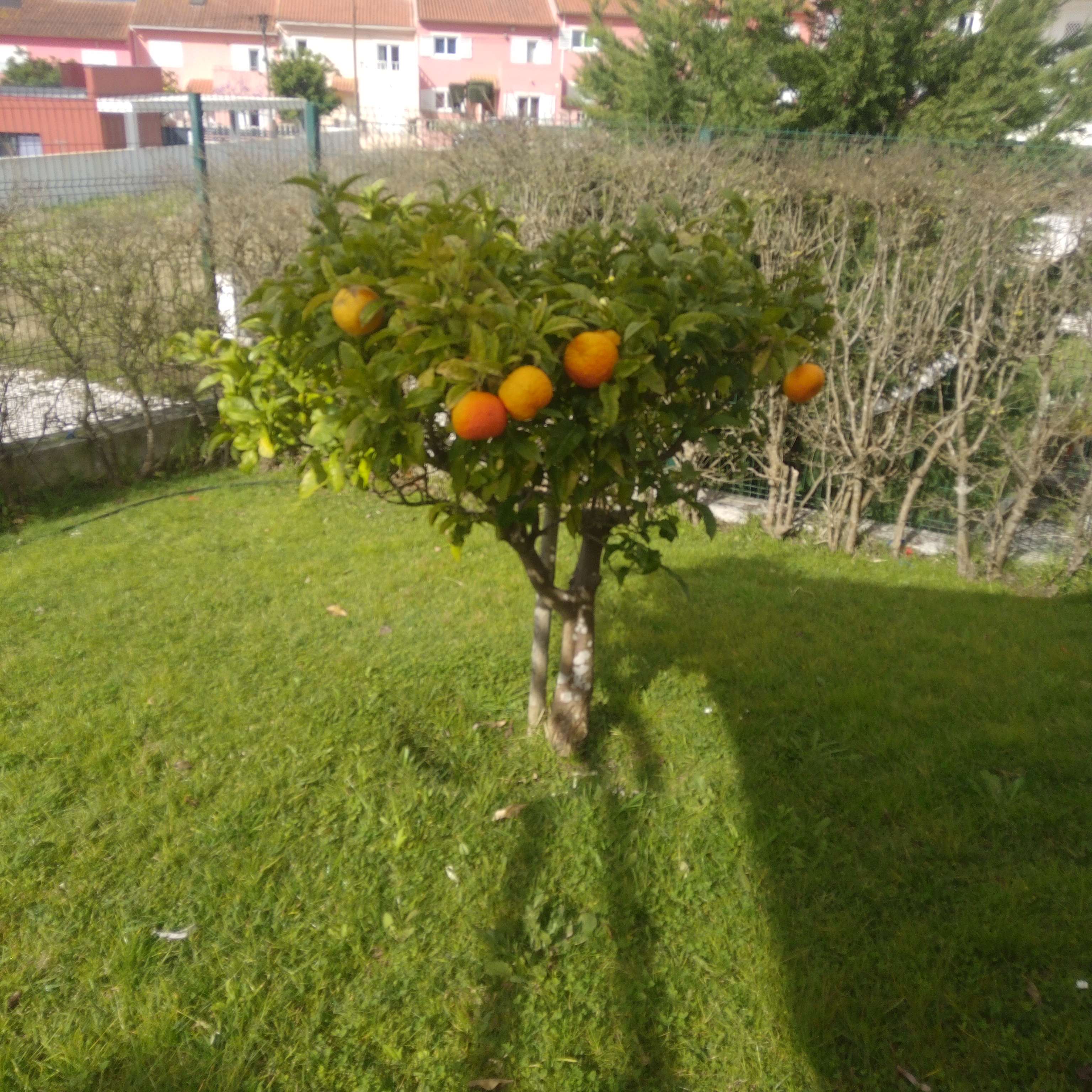 A nossa Laranjeira já tem fruta.