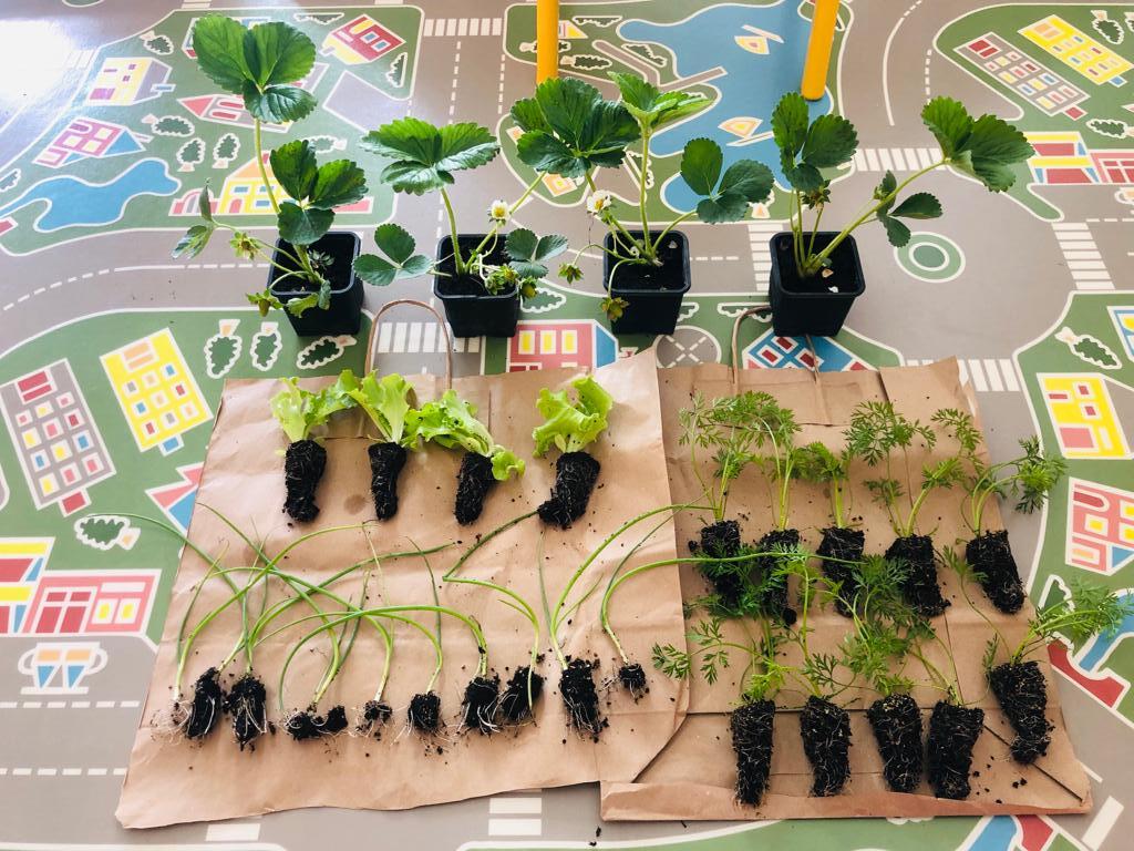 Novas plantações