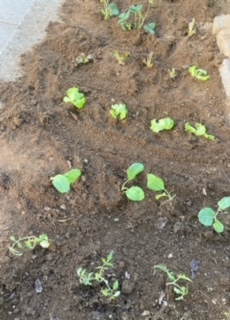 Plantações diversas.