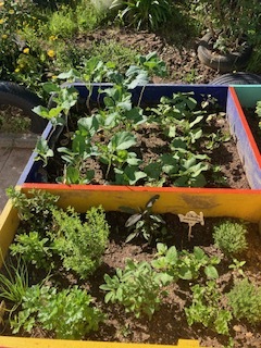 Crescimento das plantações