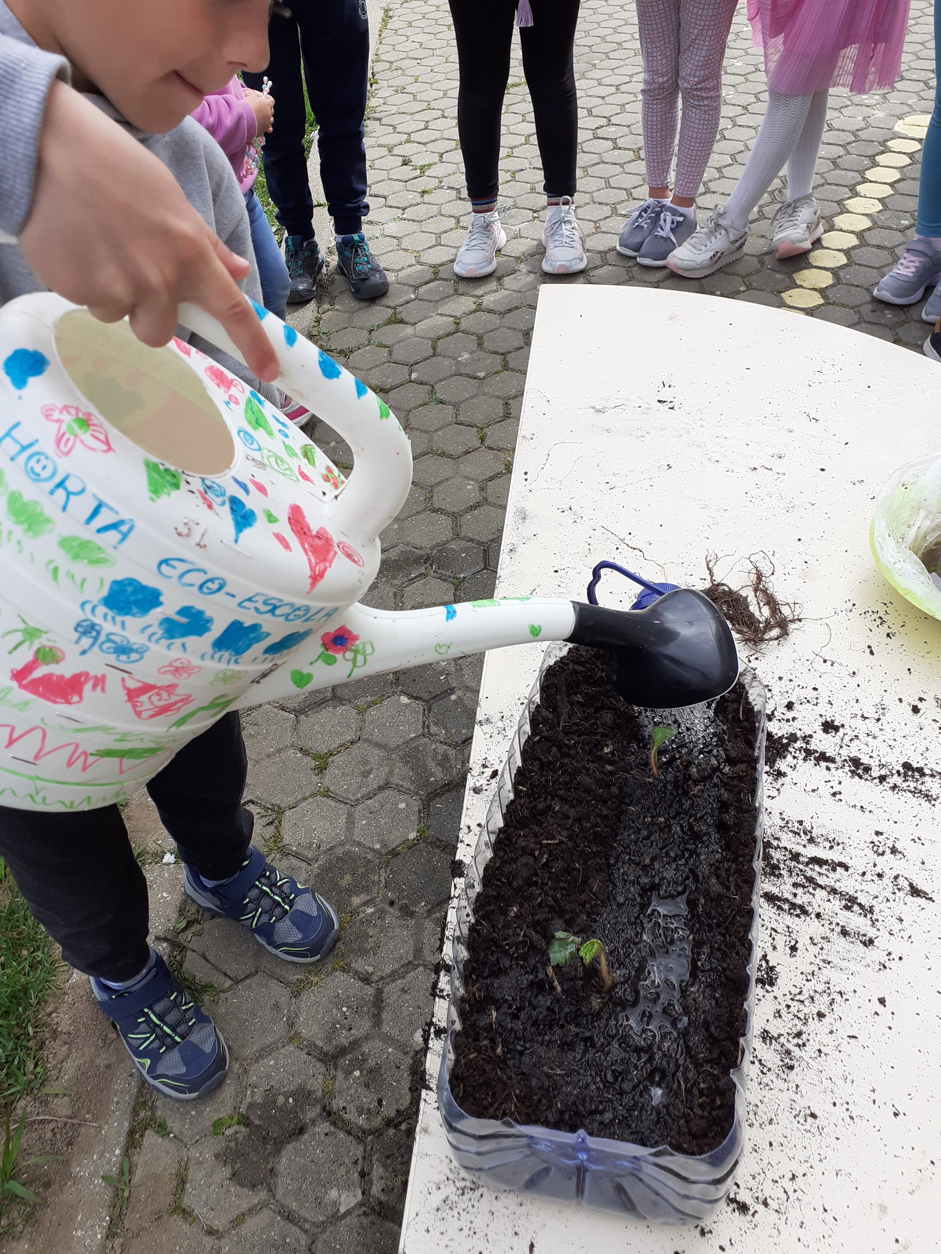 A plantar morangueiros, aproveitando os garrafões de água e a água da chuva