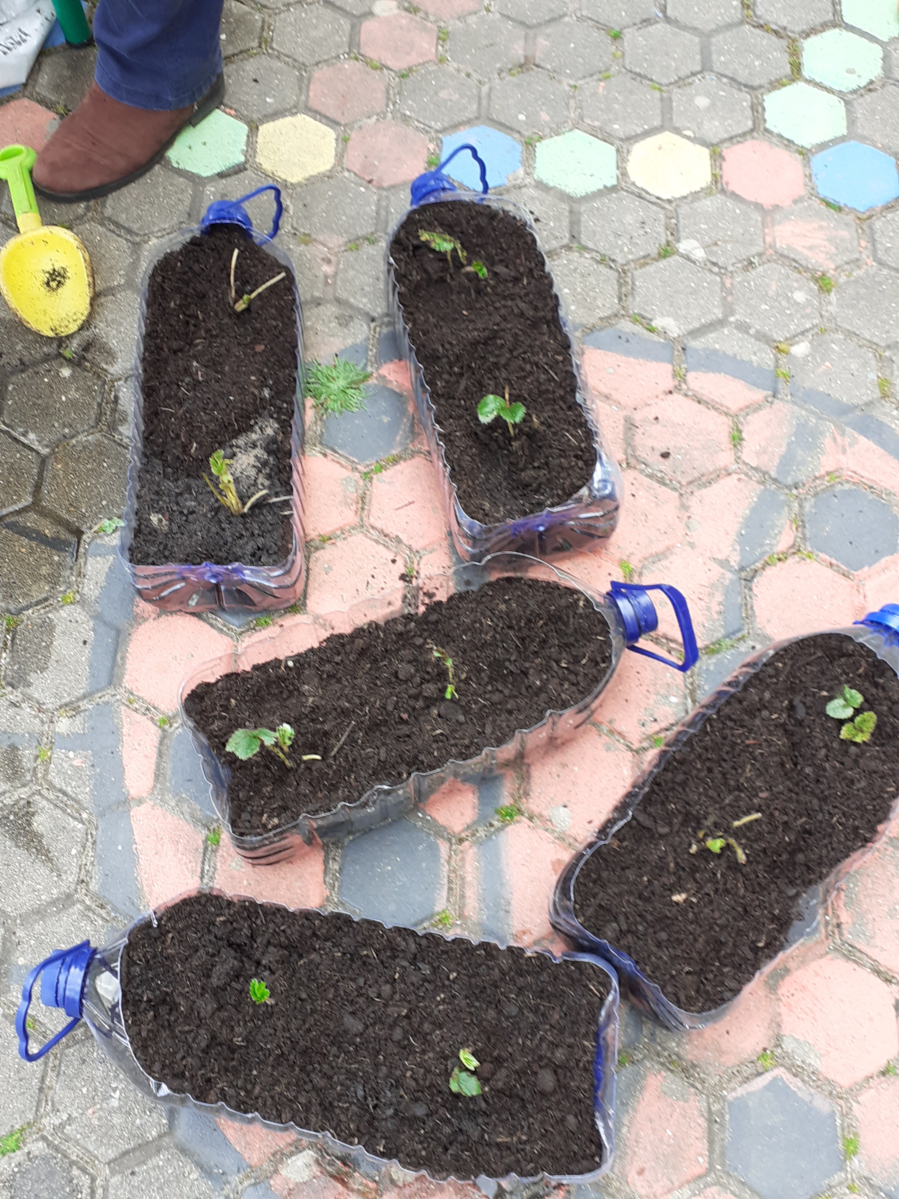 São alguns daqueles que foram plantados por uma sala do pré-escolar e uma do 1º ciclo