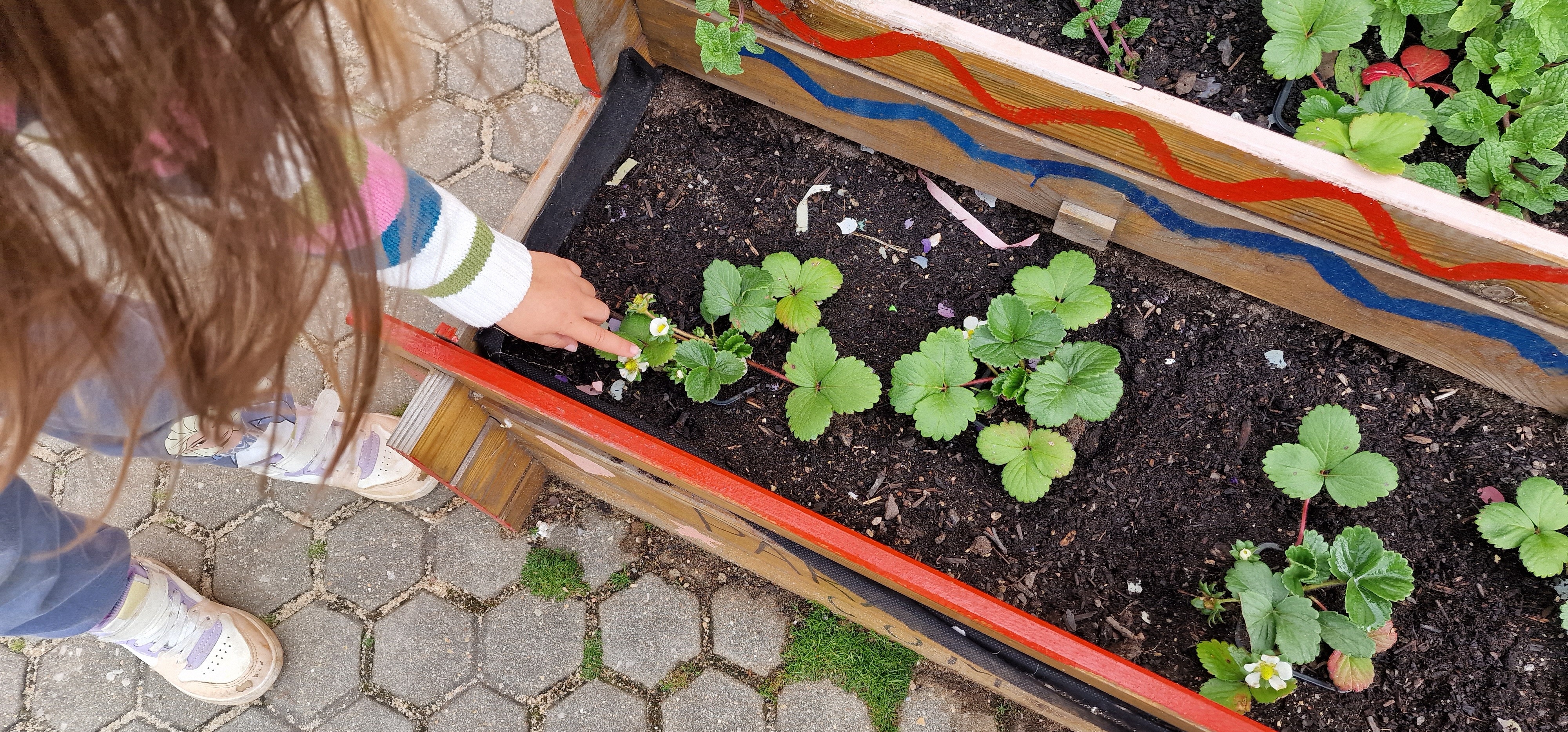 Plantámos mais morangueiros, flores e ervas de cheiro