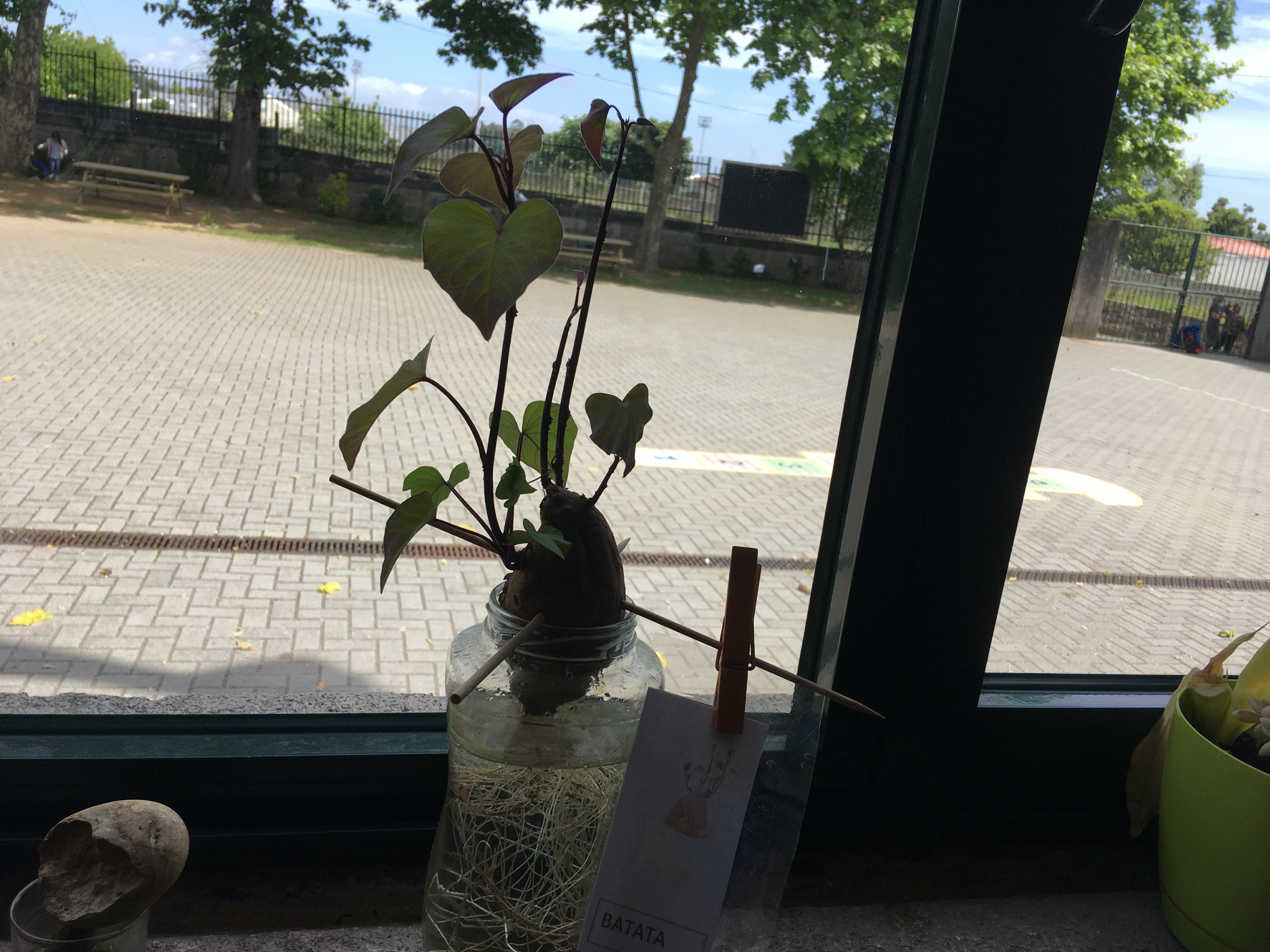 Plantas para semear