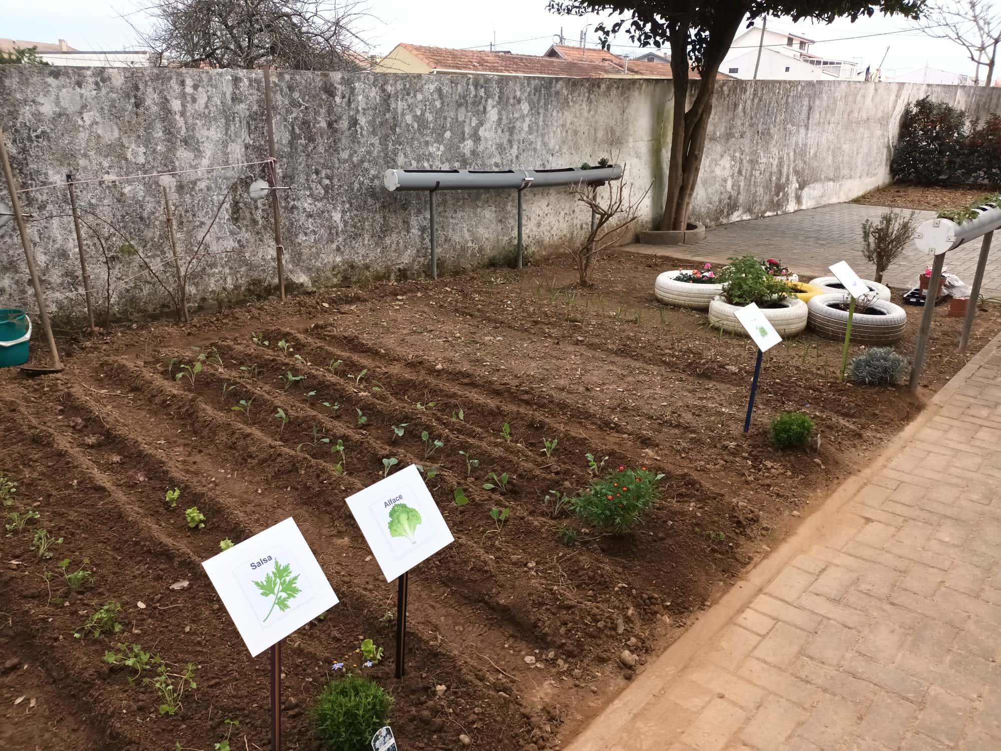 Plantação das sementeiras e plantas