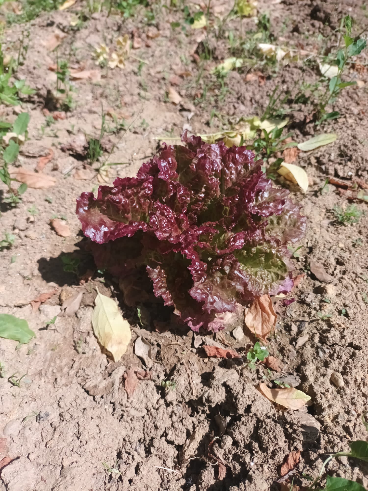 Plantação das sementeiras e plantas