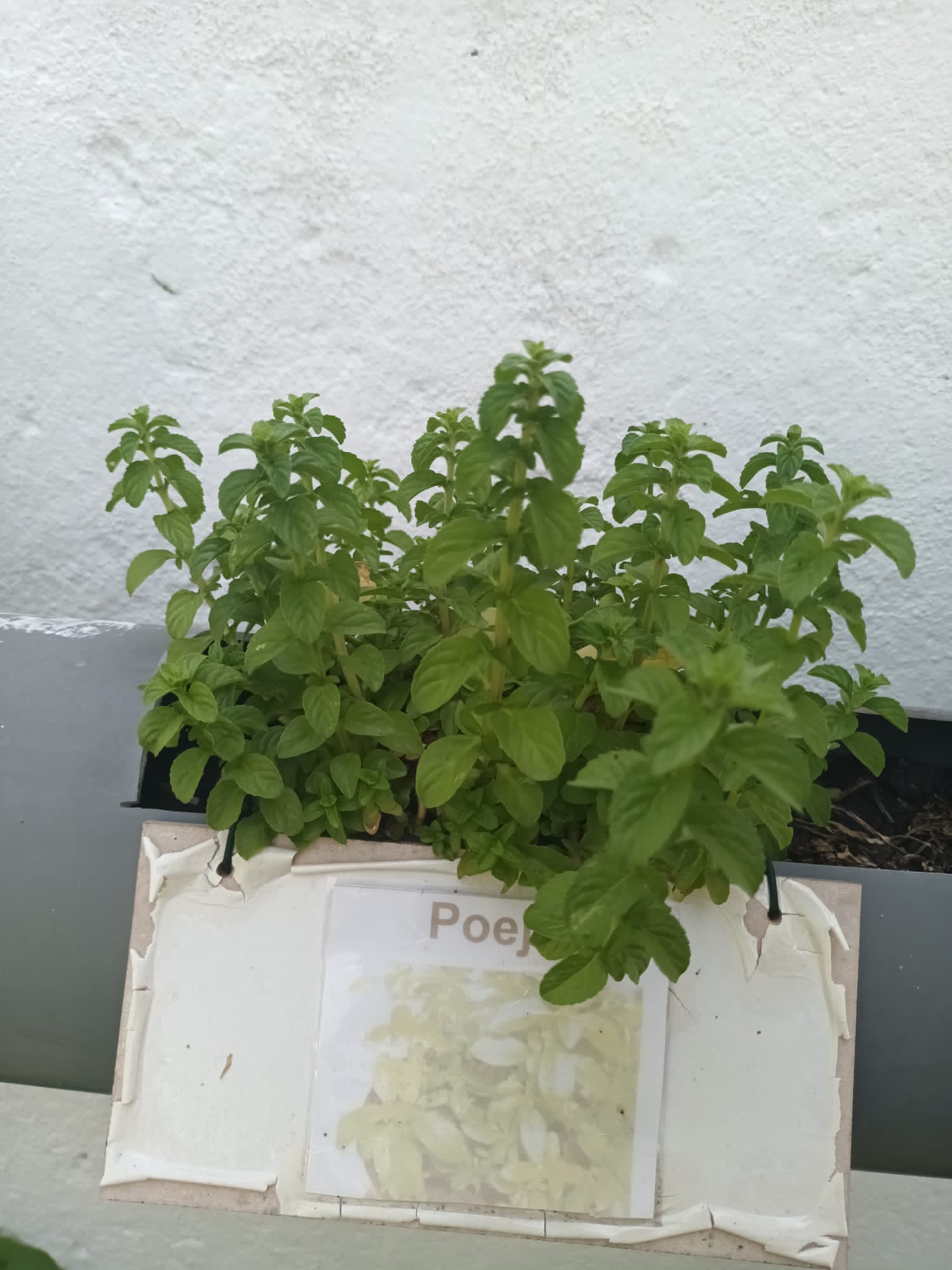 Plantação das sementeiras e plantas