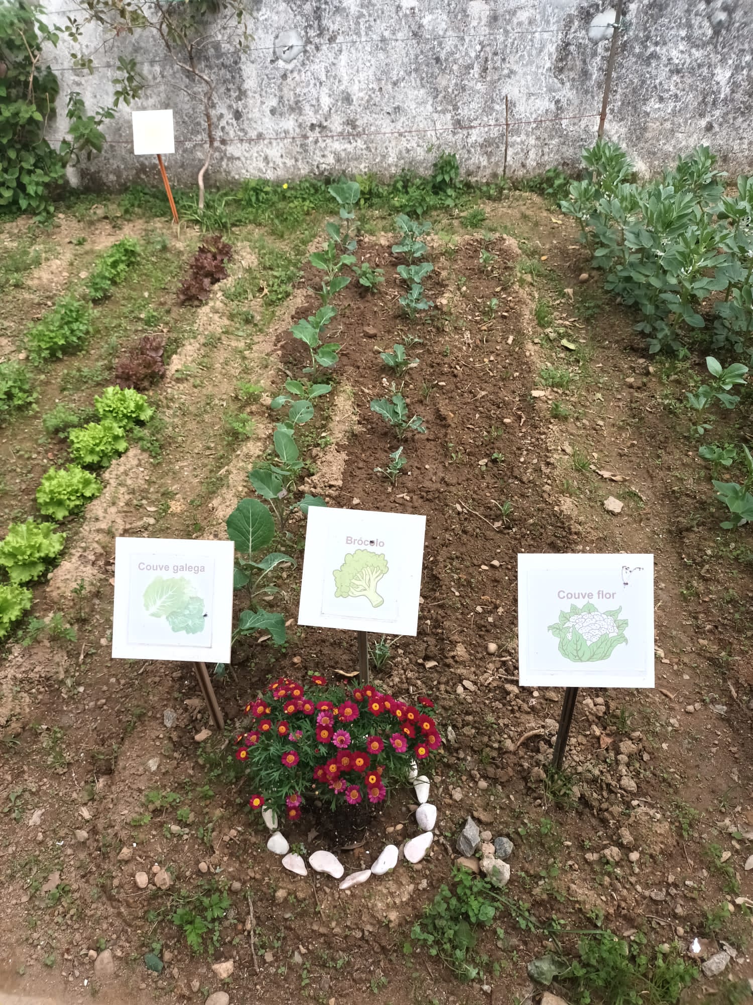 Plantação das sementeiras e plantas