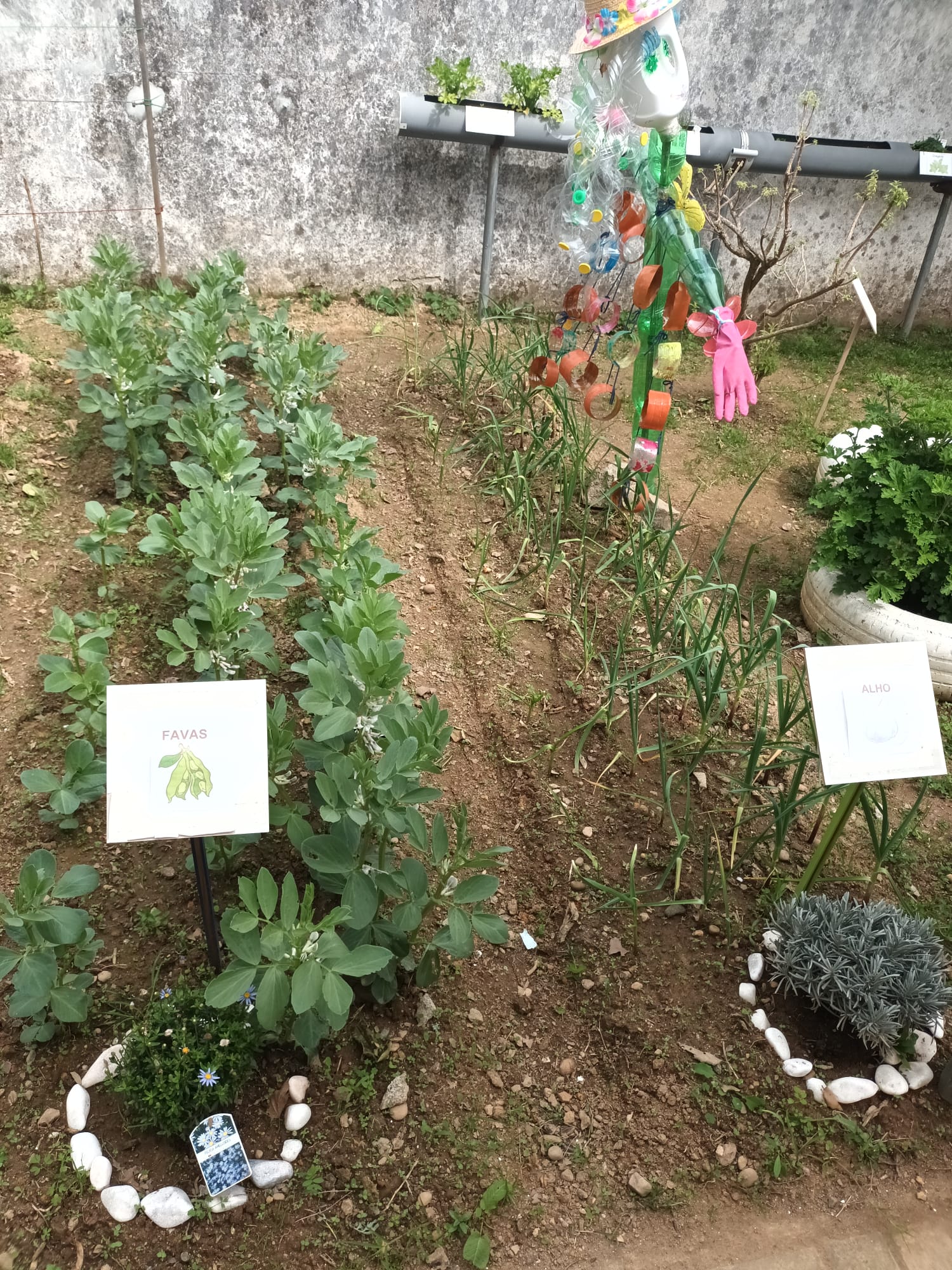 Recolha na horta dos produtos plantados