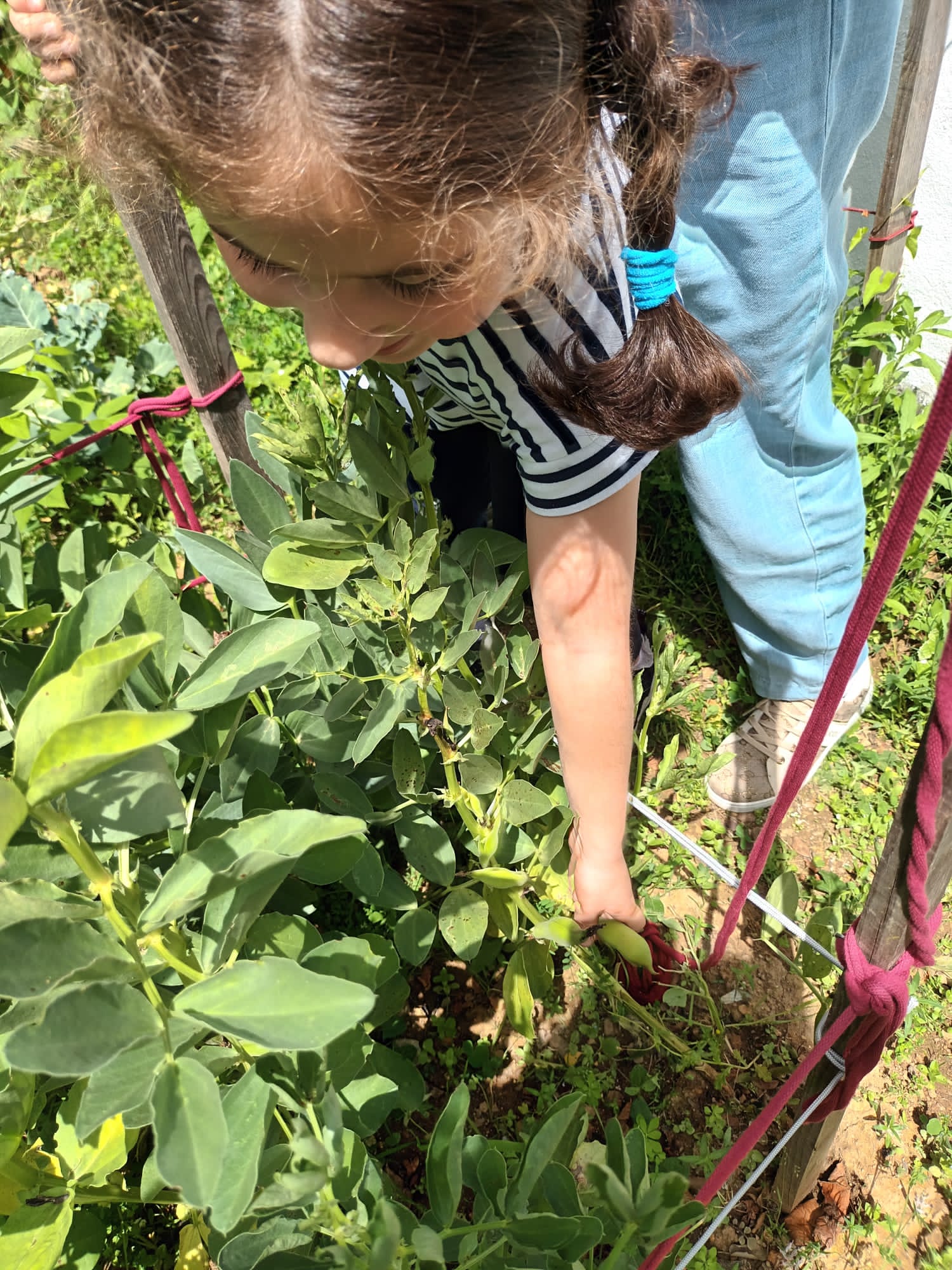 Recolha na horta dos produtos plantados