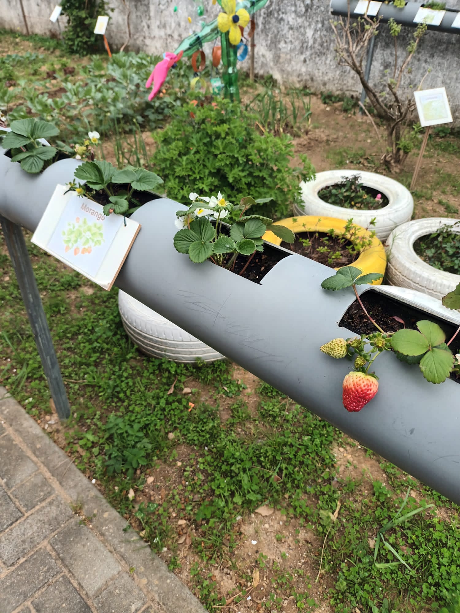 Recolha na horta dos produtos plantados
