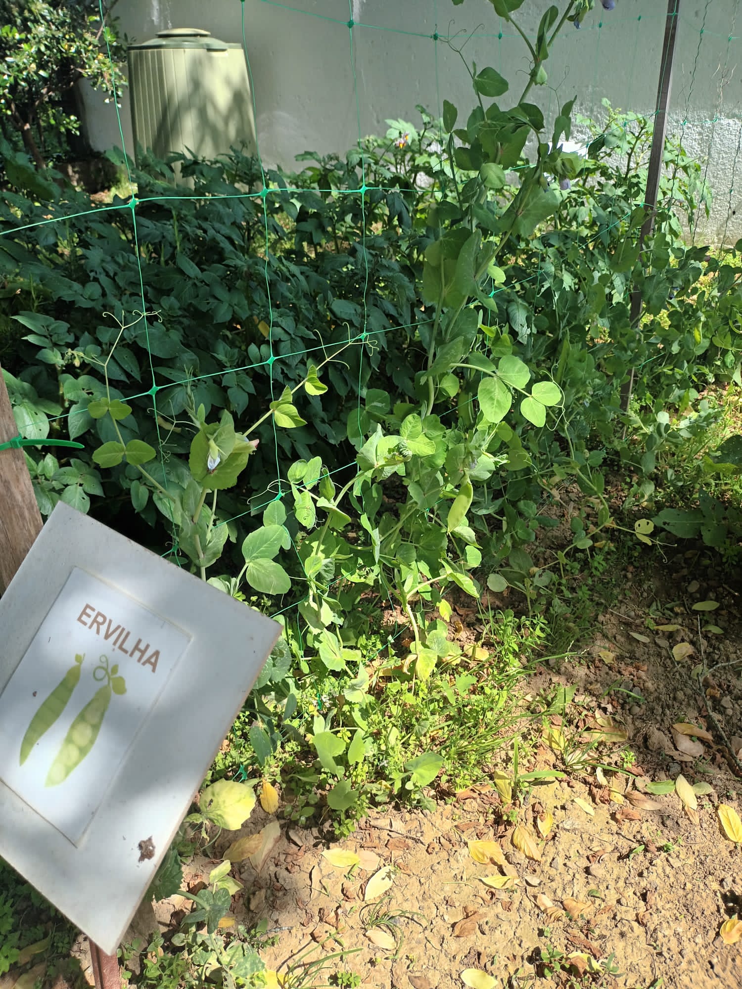 Recolha na horta dos produtos plantados