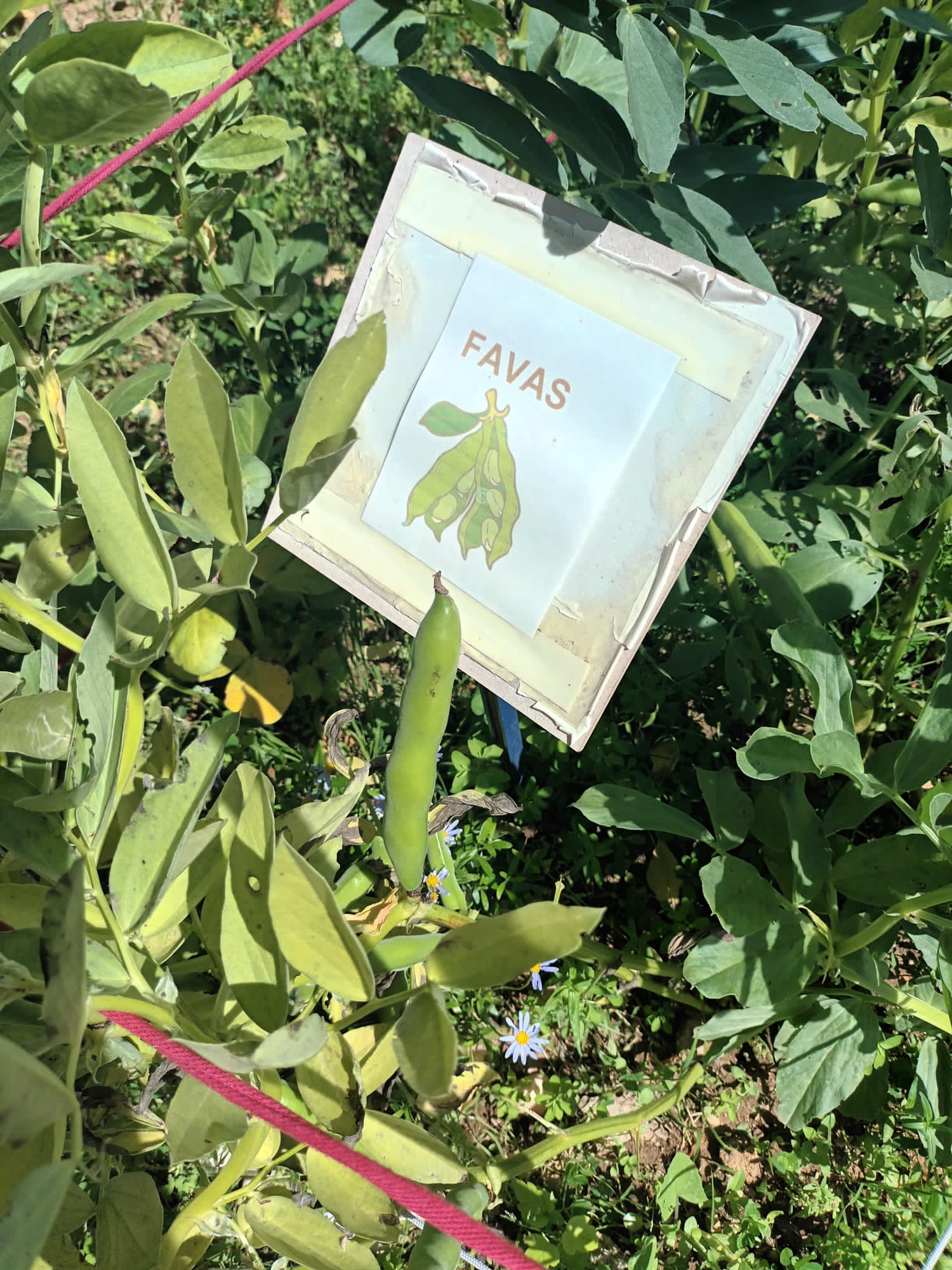 Recolha na horta dos produtos plantados