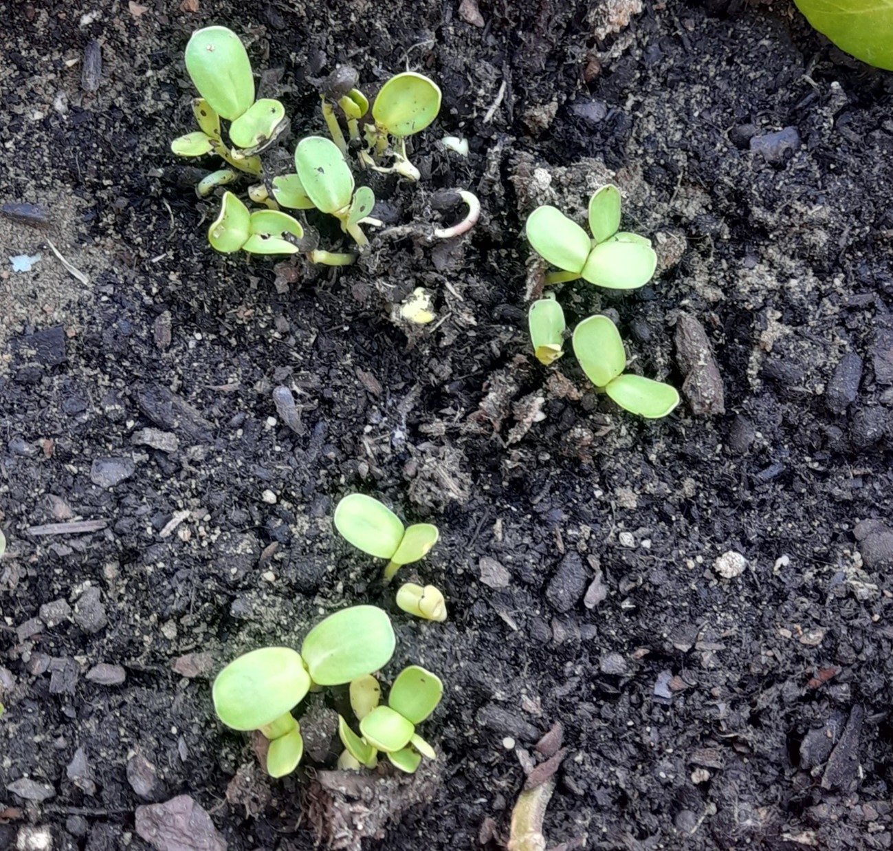 Germinação das plantas