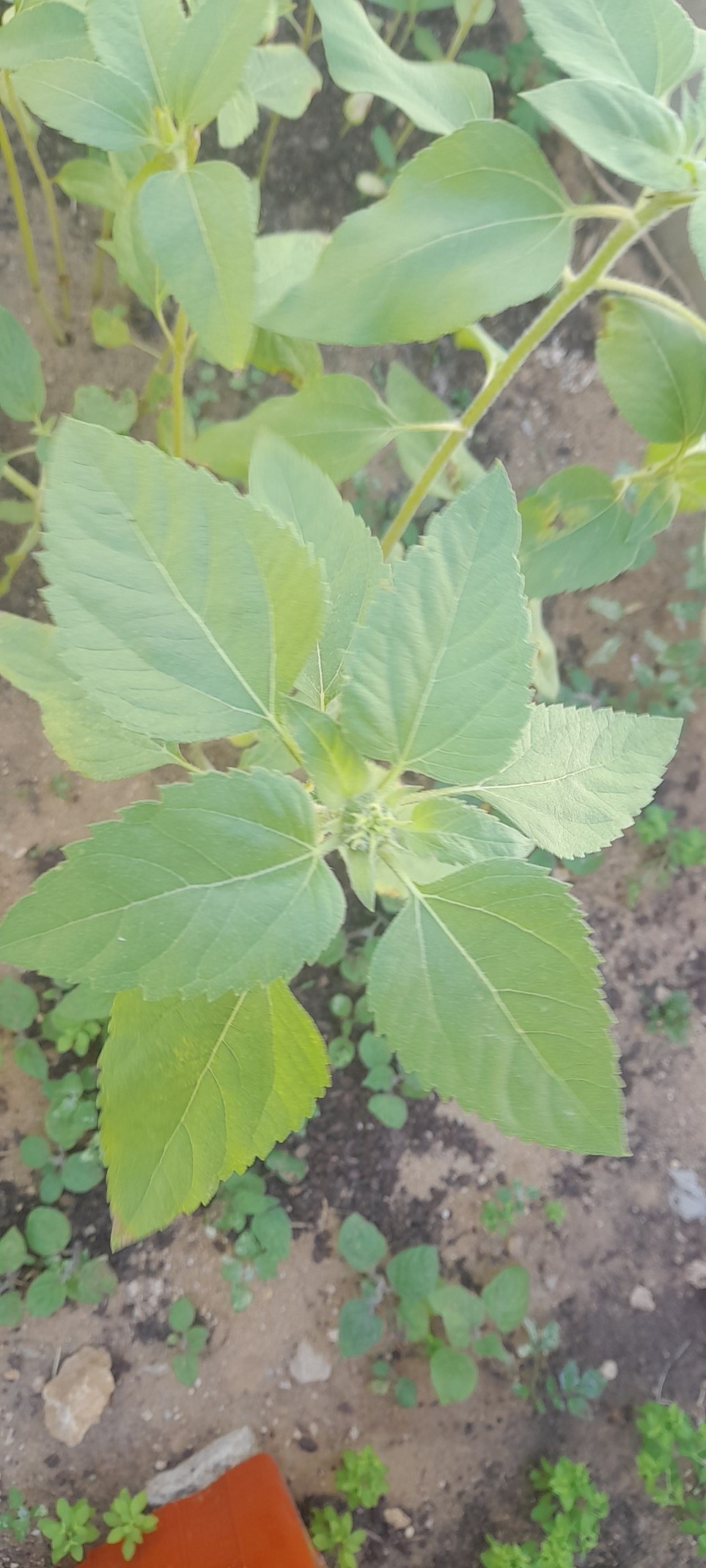 A planta do girassol