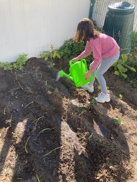 Depois de plantar, é preciso cuidar!