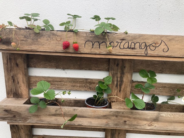 Os morangueiros já floriram e começam a oferecer-nos os seus primeiros frutos!