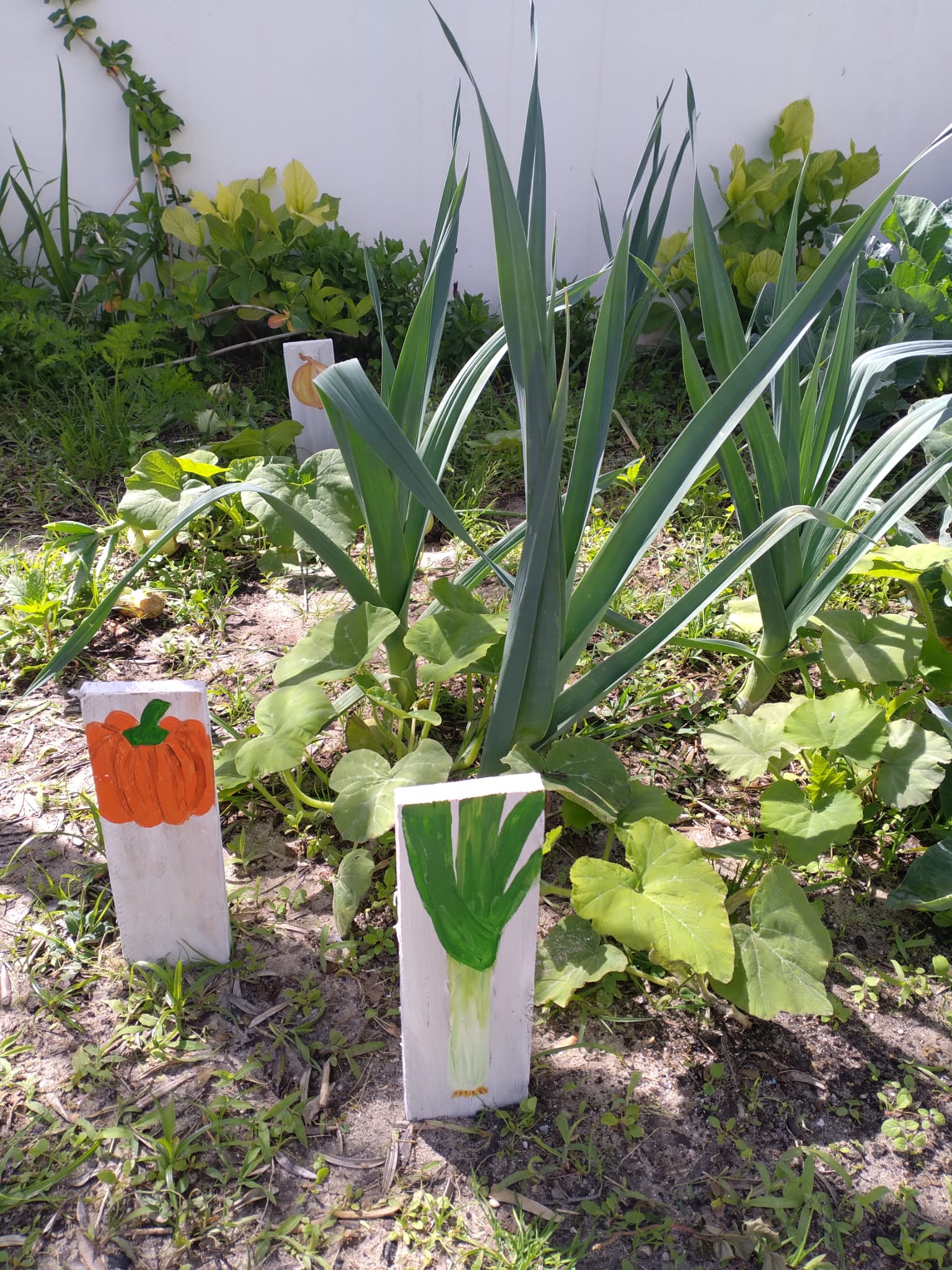 Os meninos do Jardim estiveram a pintar as placas e a identificar as nossas plantas.