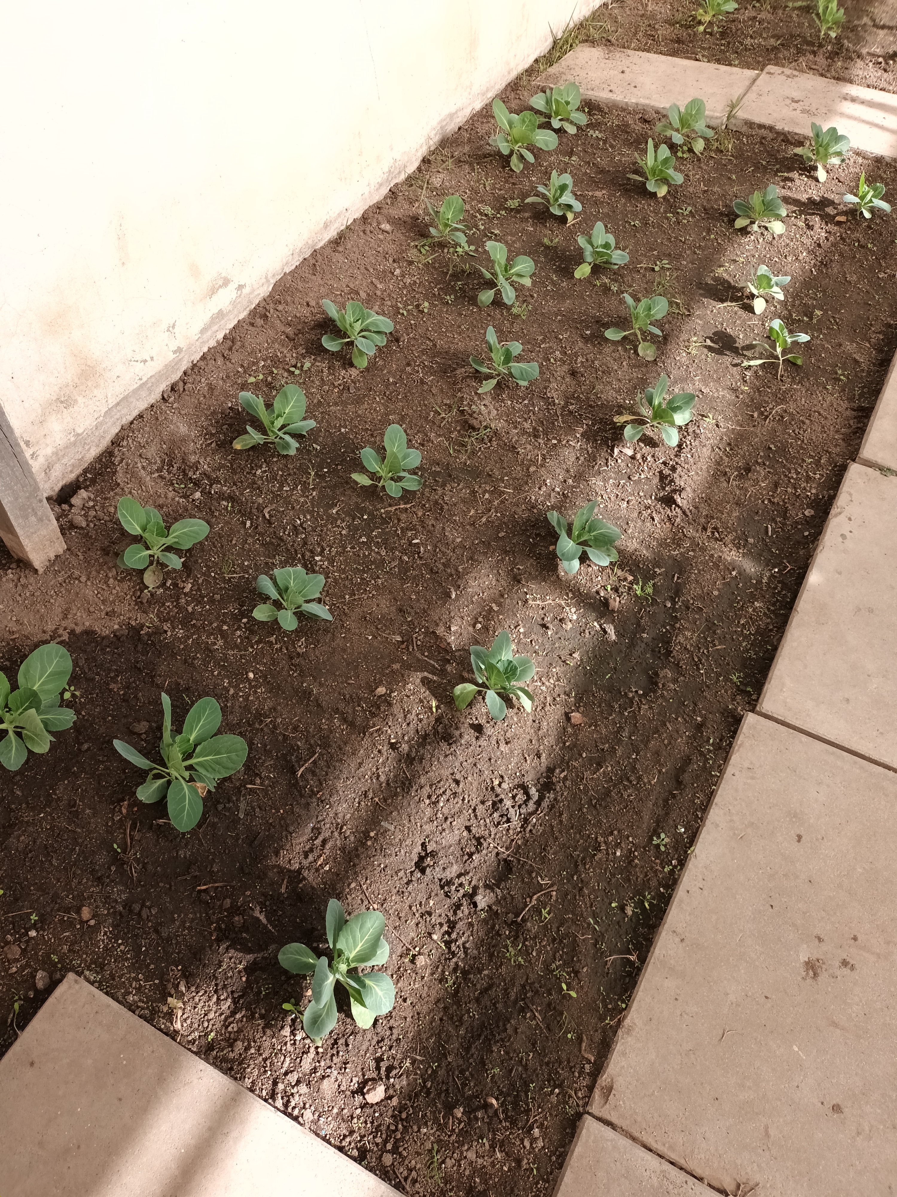 - 25 pés de couve-coração (Brassica oleracea)