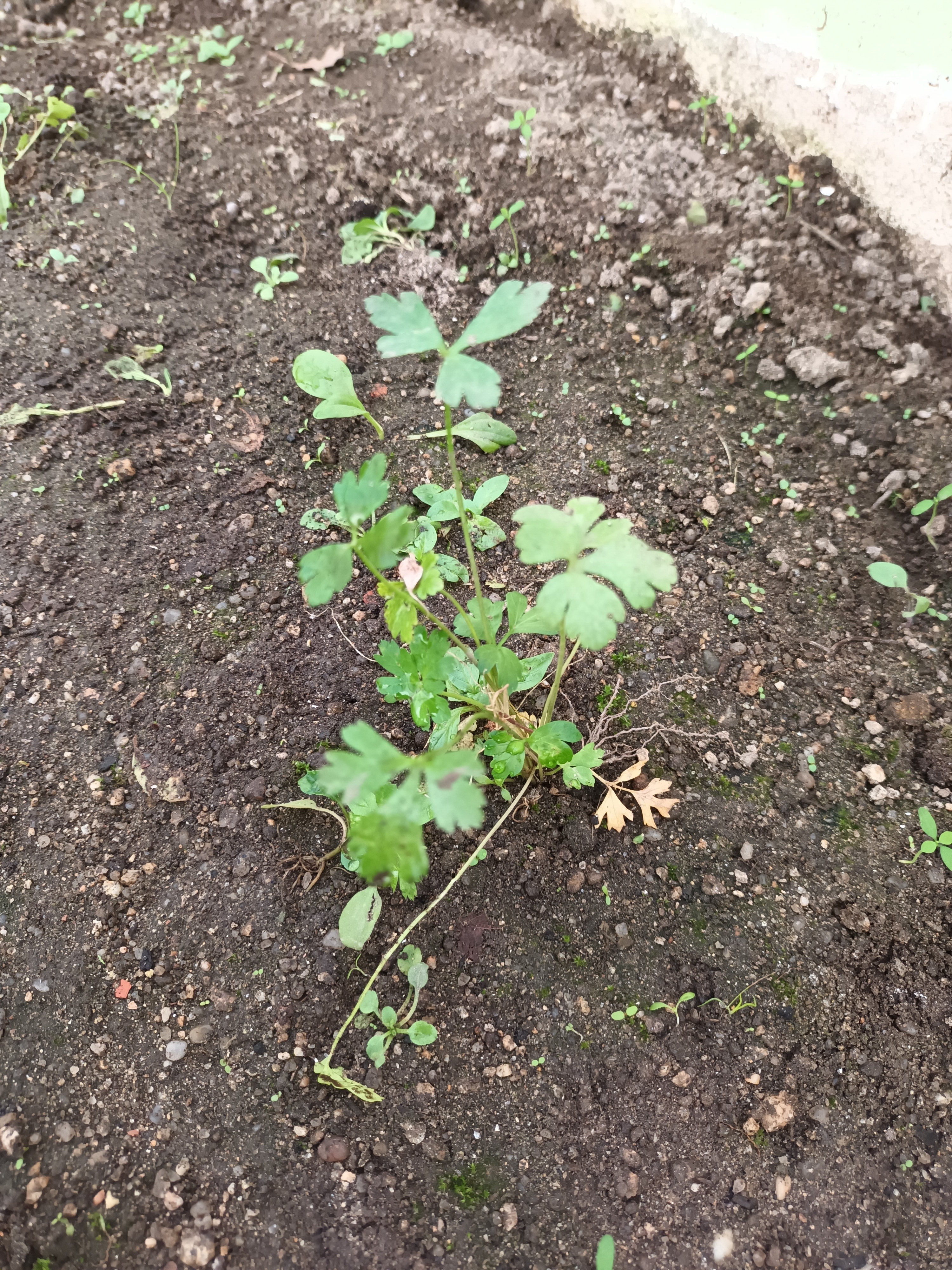 - 5 pés de salsa (Petroselinum crispum)