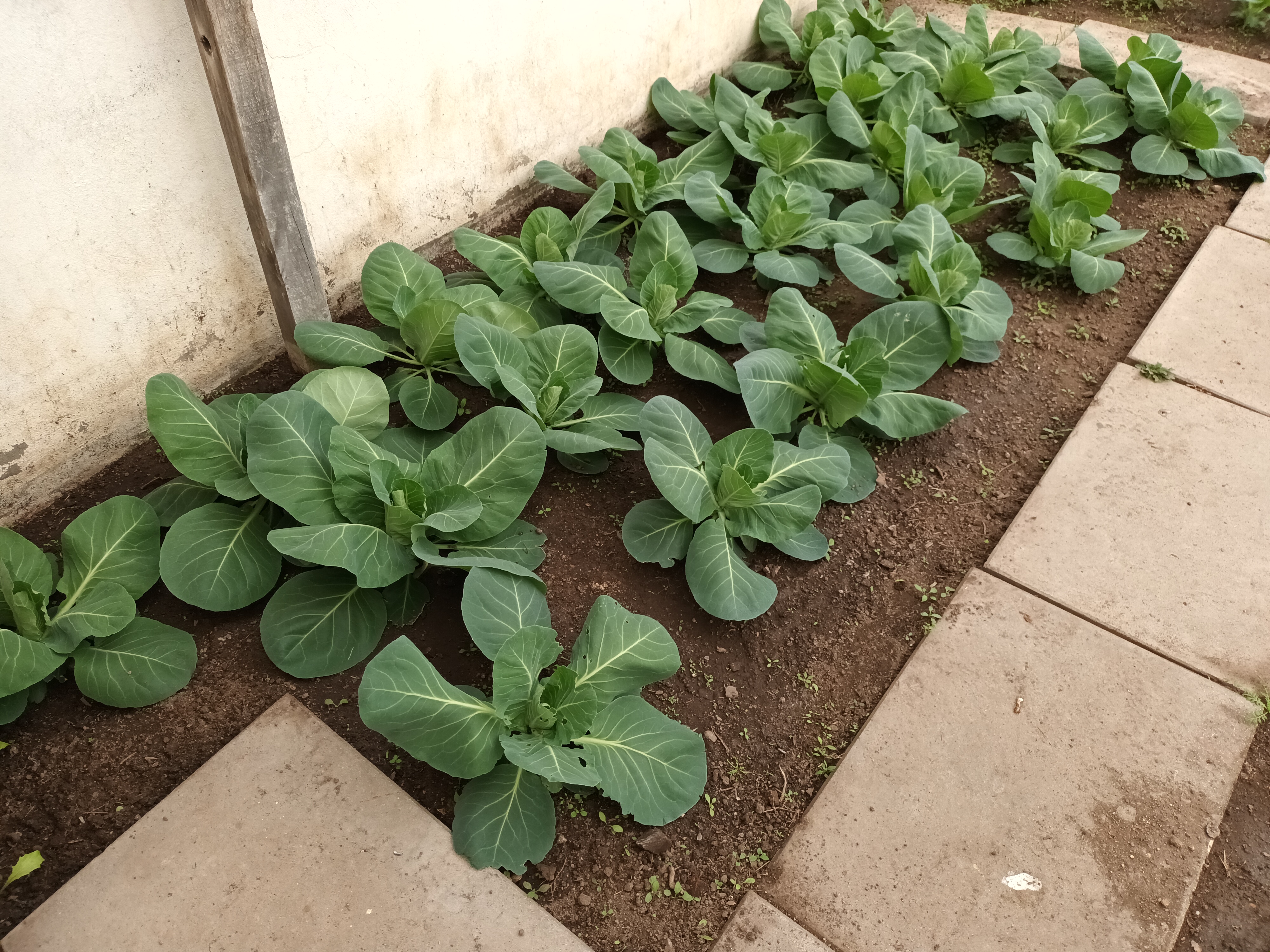 - 25 pés de couve-coração (Brassica oleracea)