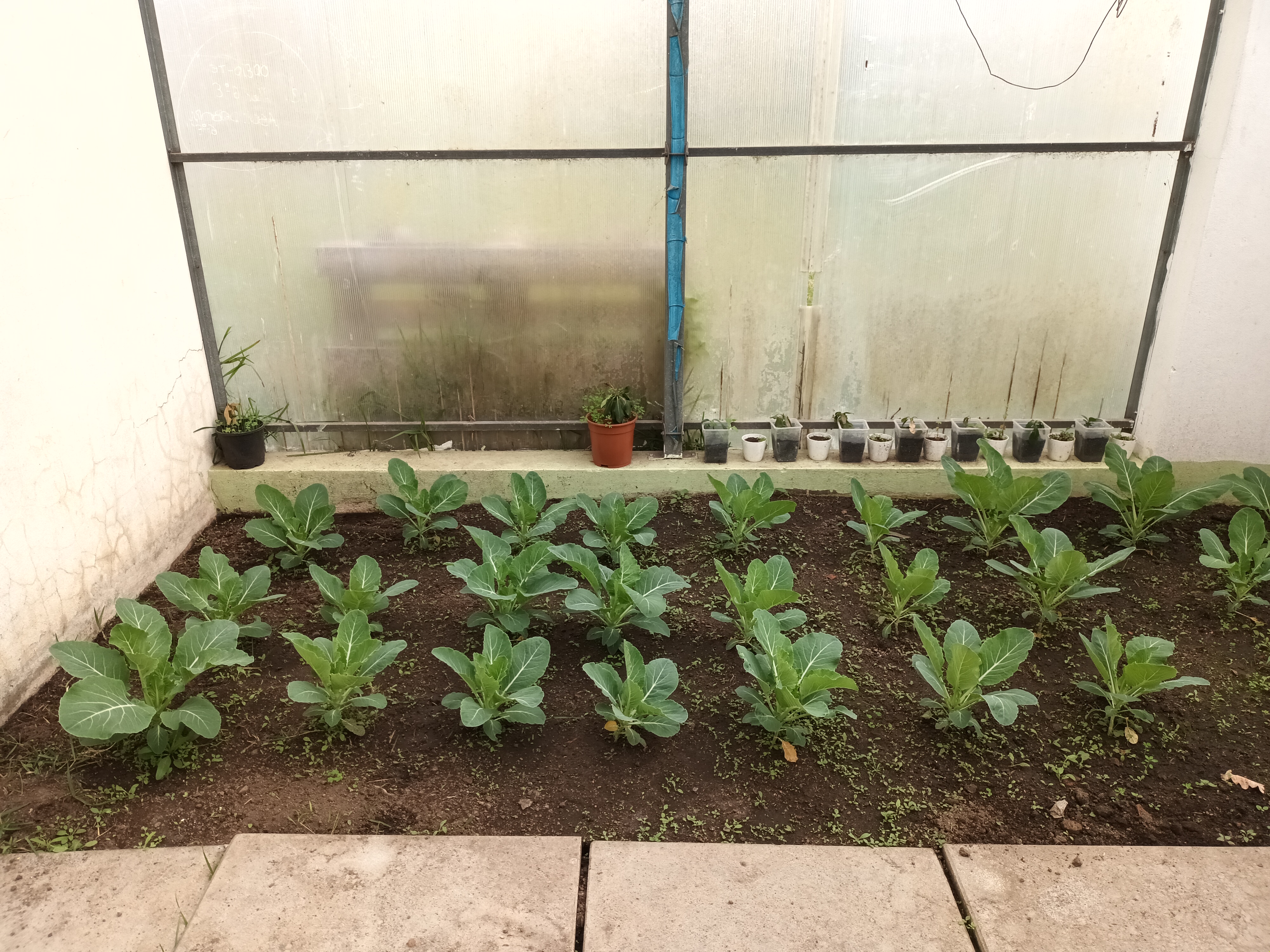 - 25 pés de couve-flor (Brassica oleracea, grupo Botrytis)