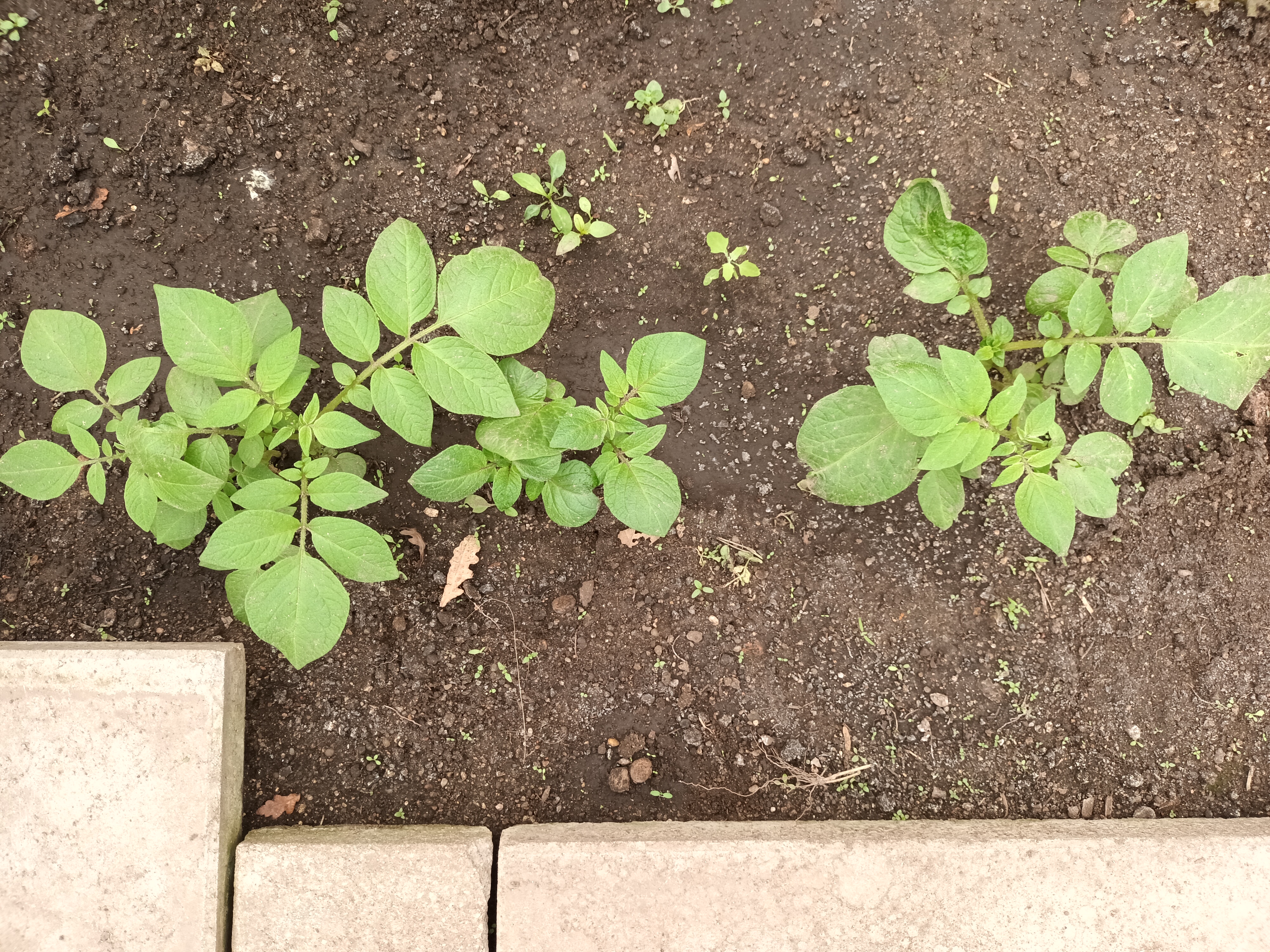 - Batata (Solanum tuberosum)