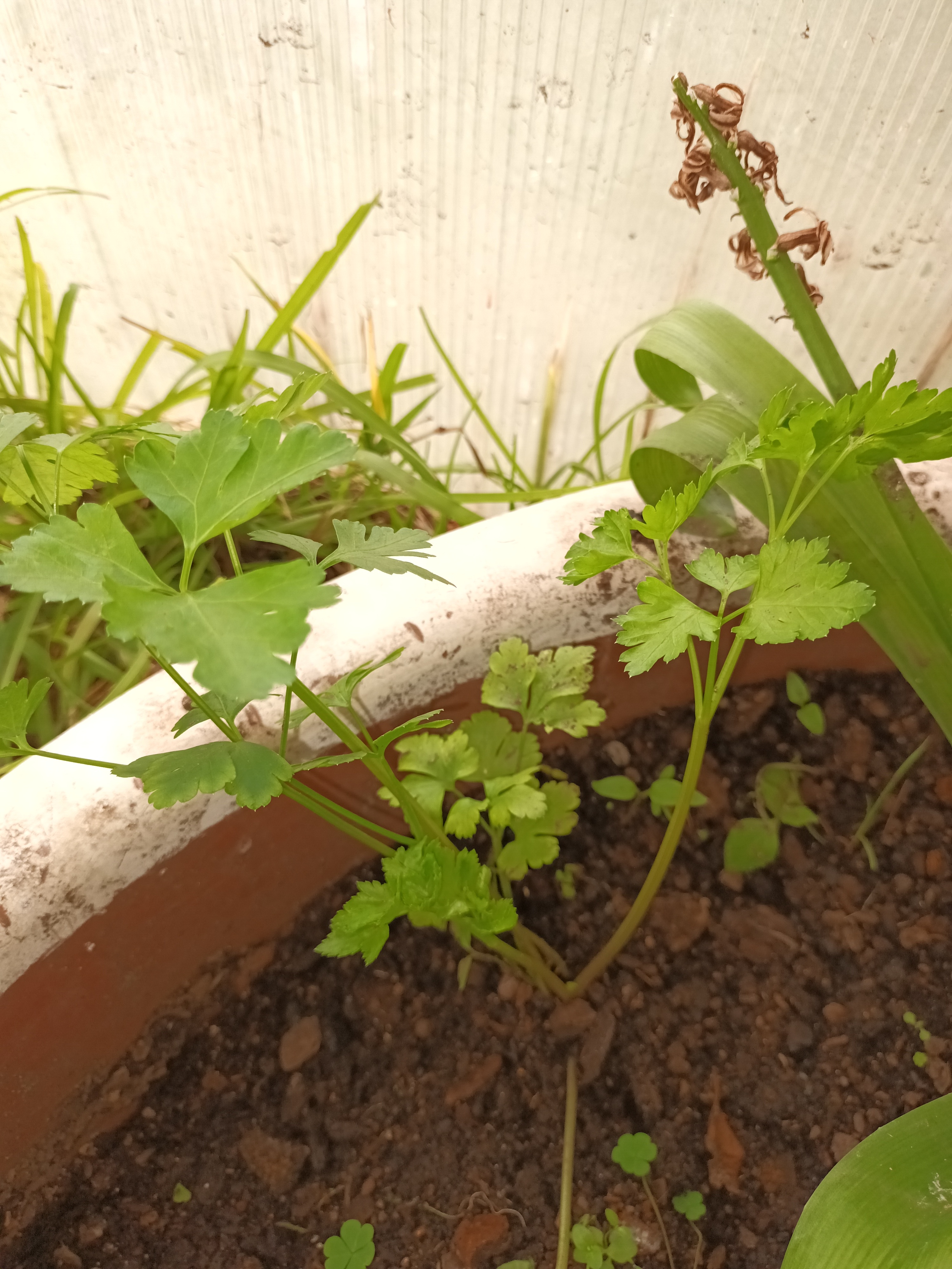 - Salsa (Petroselinum crispum)