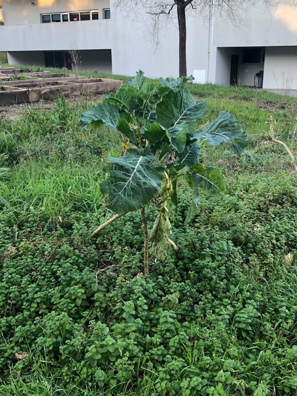 A nossa horta, no nosso prato