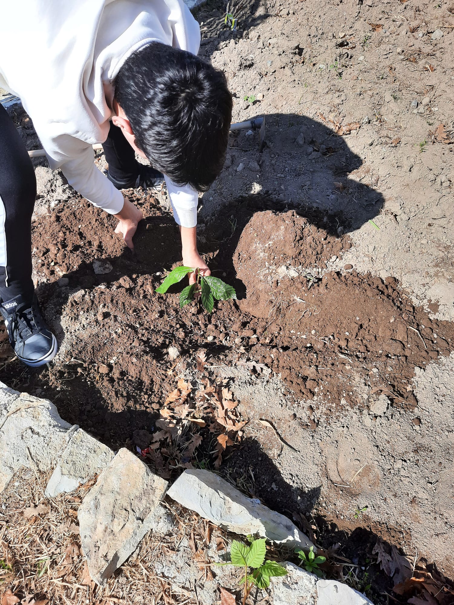 Cuidando da nossas plantas.