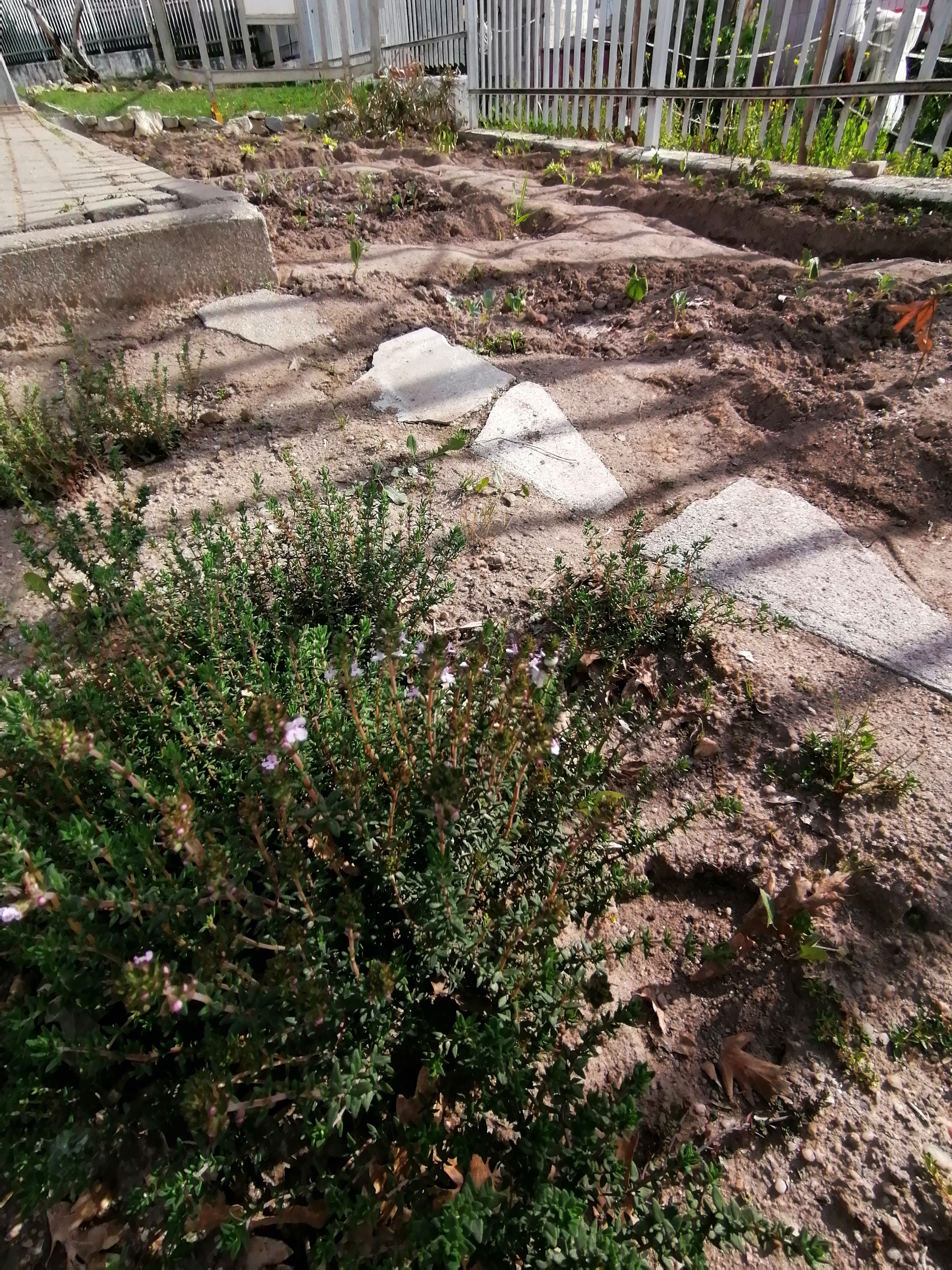 As nossas plantas.