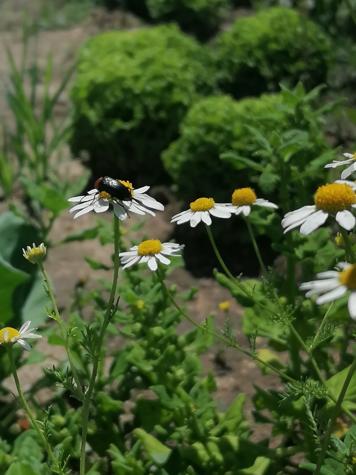 Biodiversidade