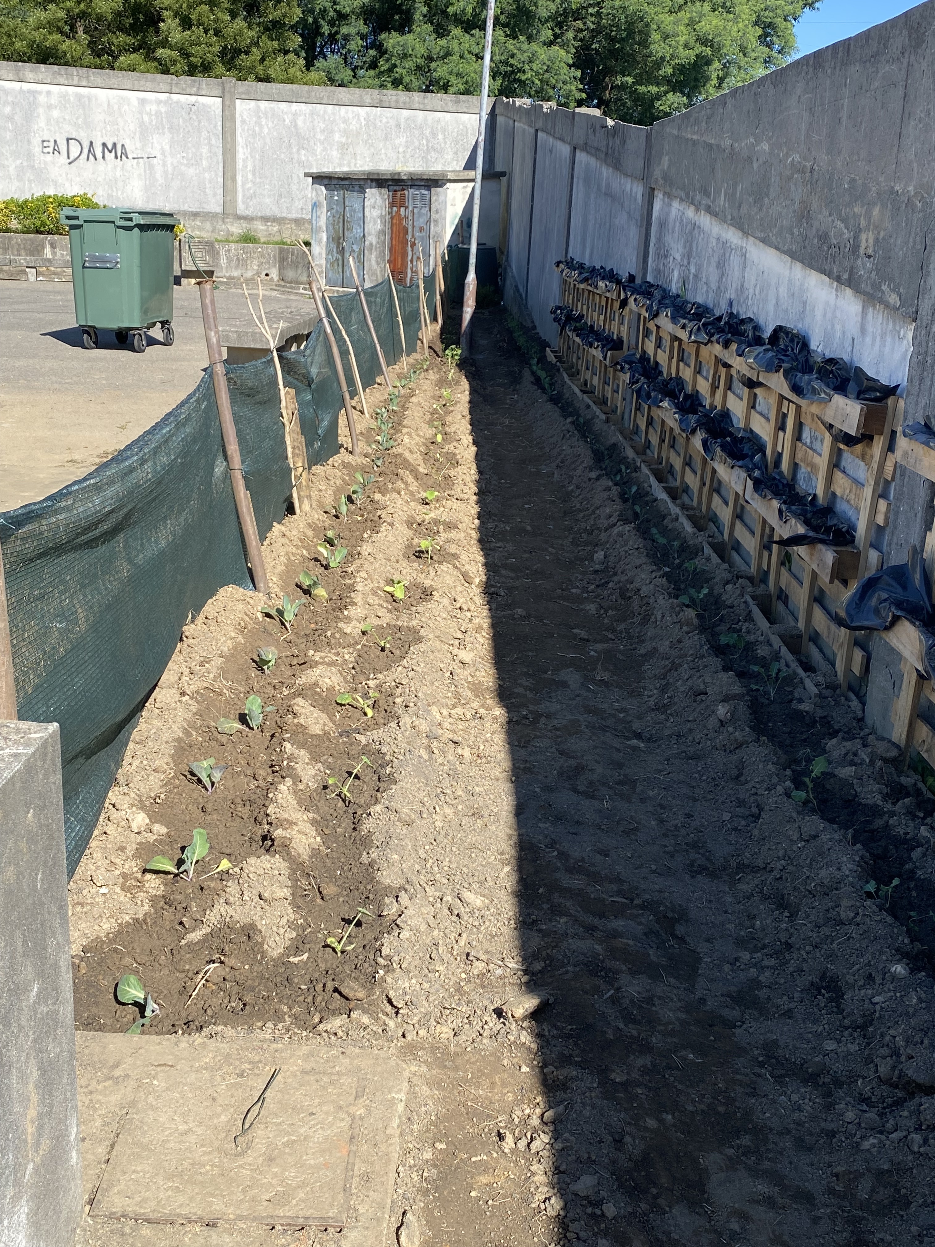 A Plantação na Horta da Escola