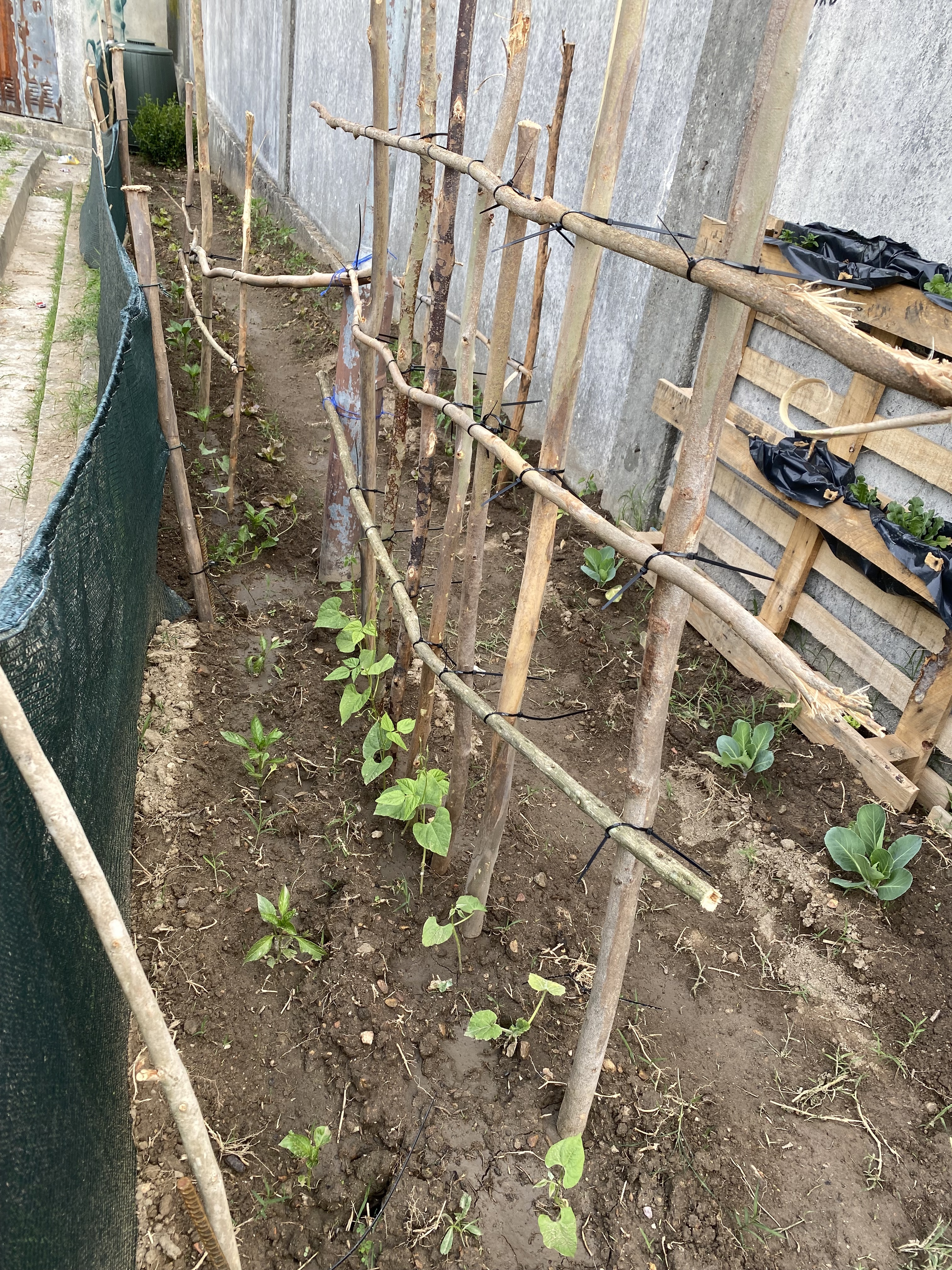 Plantação de feijão verde