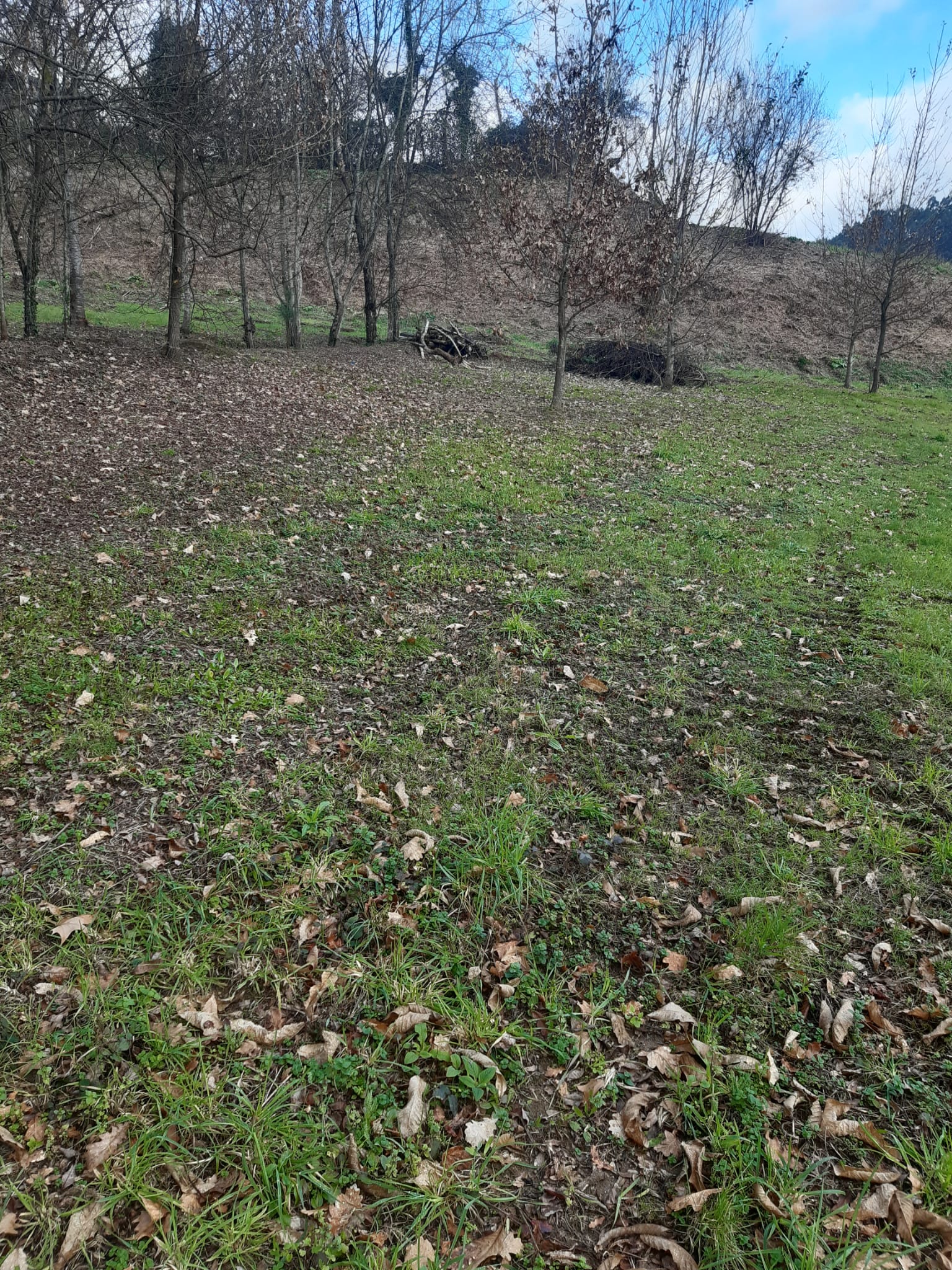 Espaço onde se irá projetar a nova horta