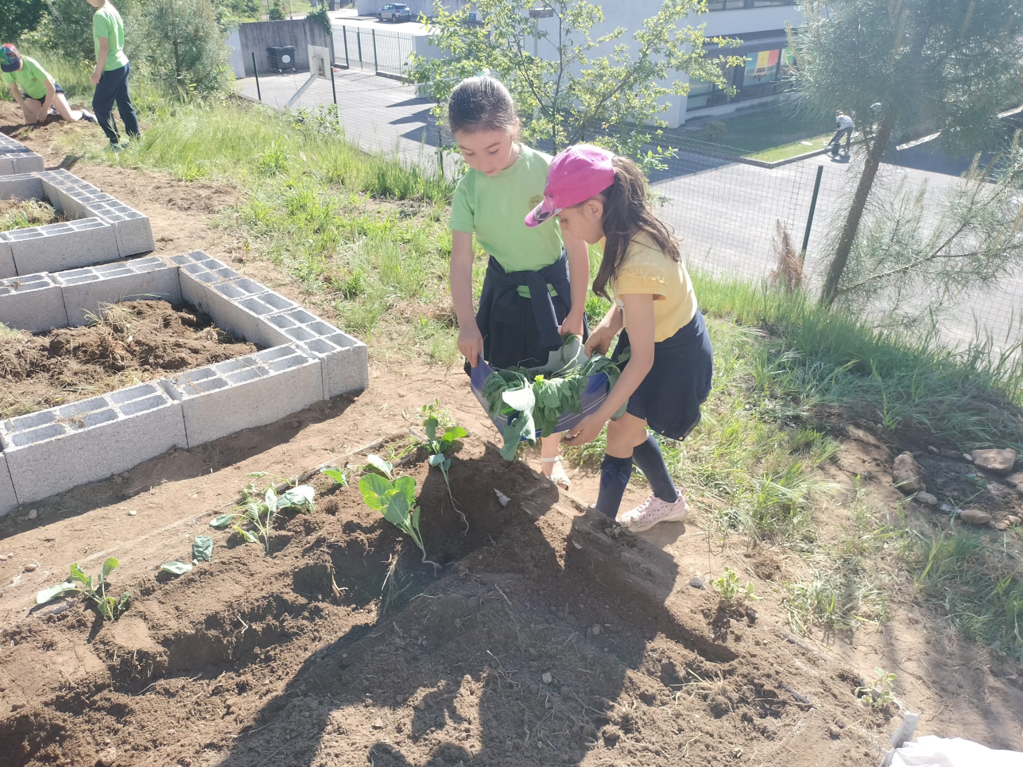 Inicio das plantações