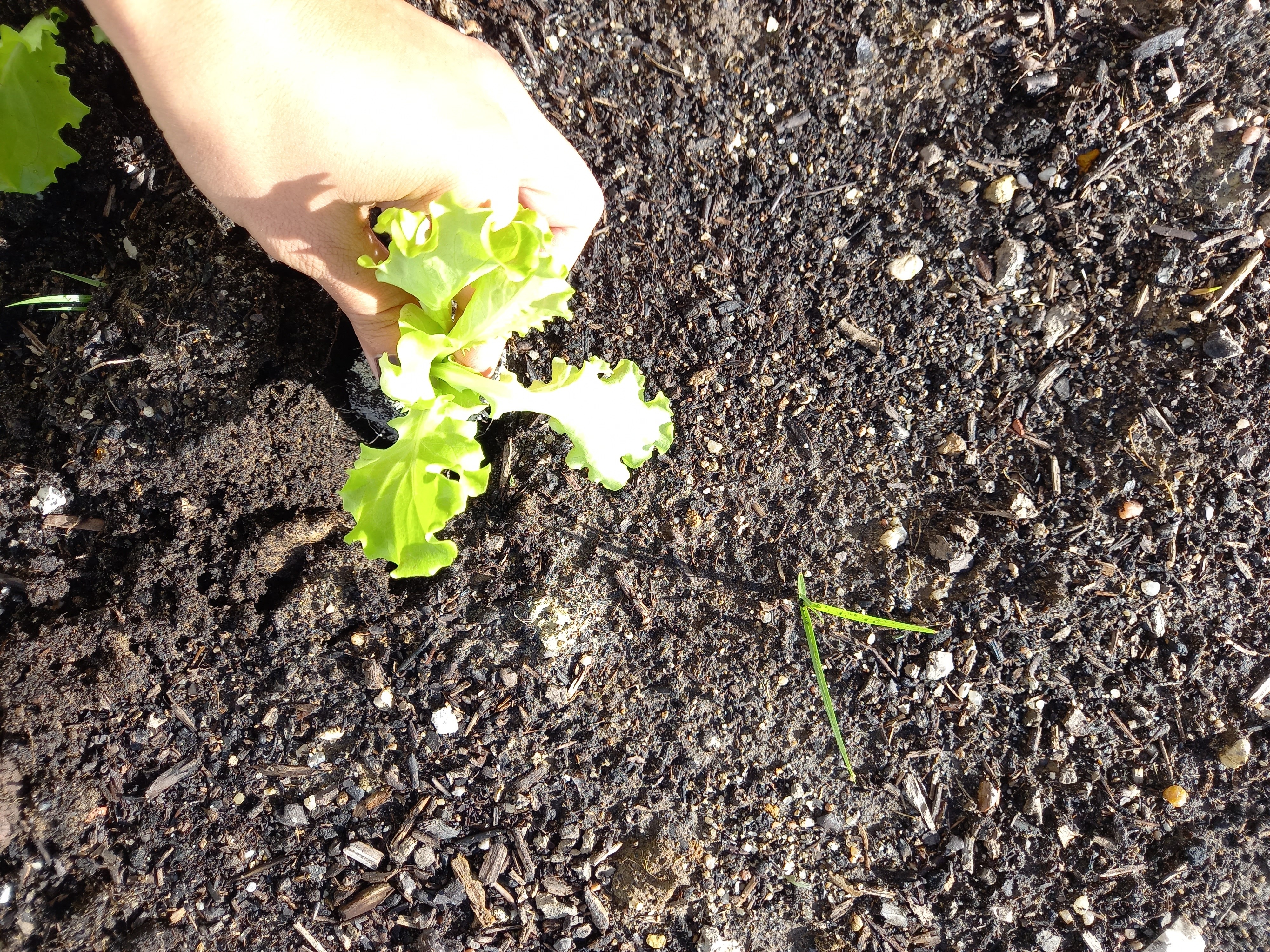 Em sala de aula, foram recolhidas sugestões para a replantação da HortaBio, em outub.
 - Plantas: alface, couve, alecrim e fisális. - Sementes: espinafre, salsa, hortelã, coentro e chuchu.
O solo foi reparado, plantaram-se e lançaram-se sementes á terra