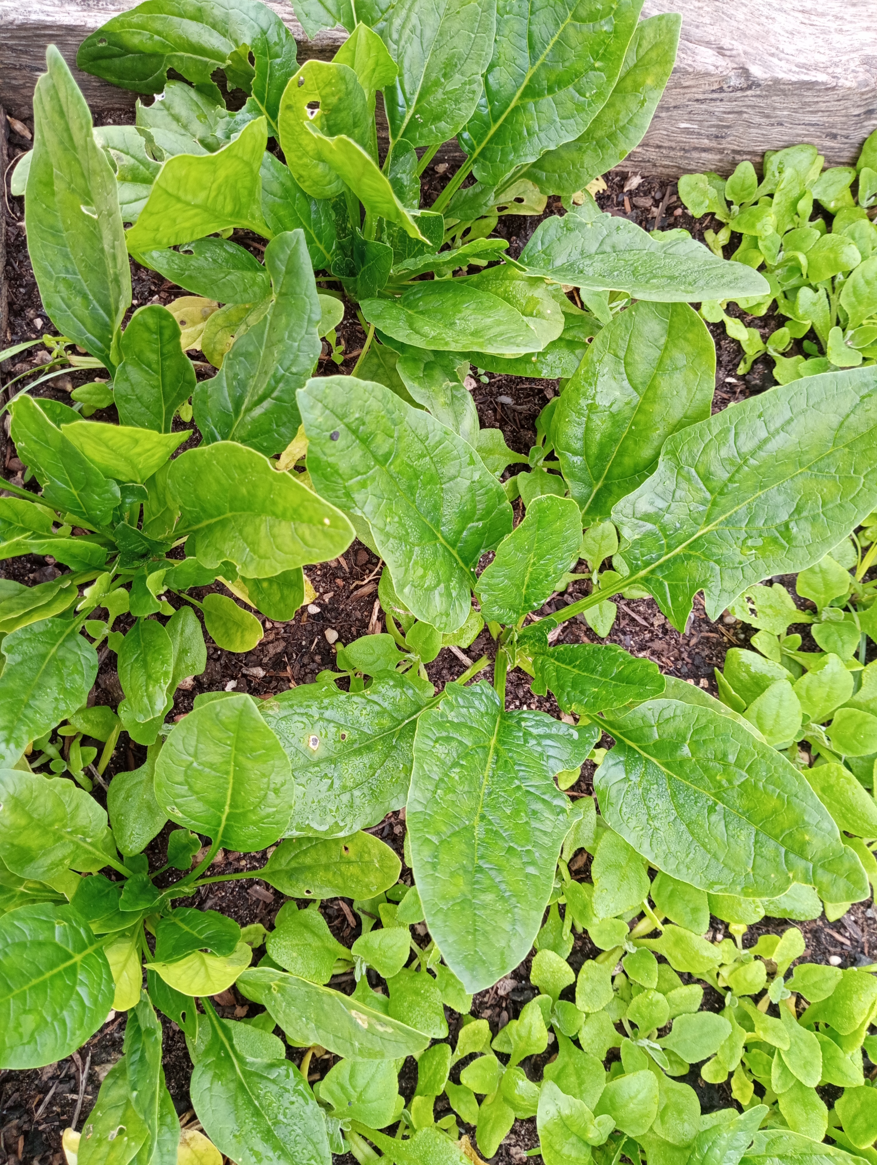Temos cuidado muito bem da horta, tem sido regada e não tem ervas daninhas. Vamos ter vegetais fresquinhos e saudáveis. Os alunos desta Escola  já conhecem os processos de plantação de alguns alimentos e os seus benefícios para a saúde.